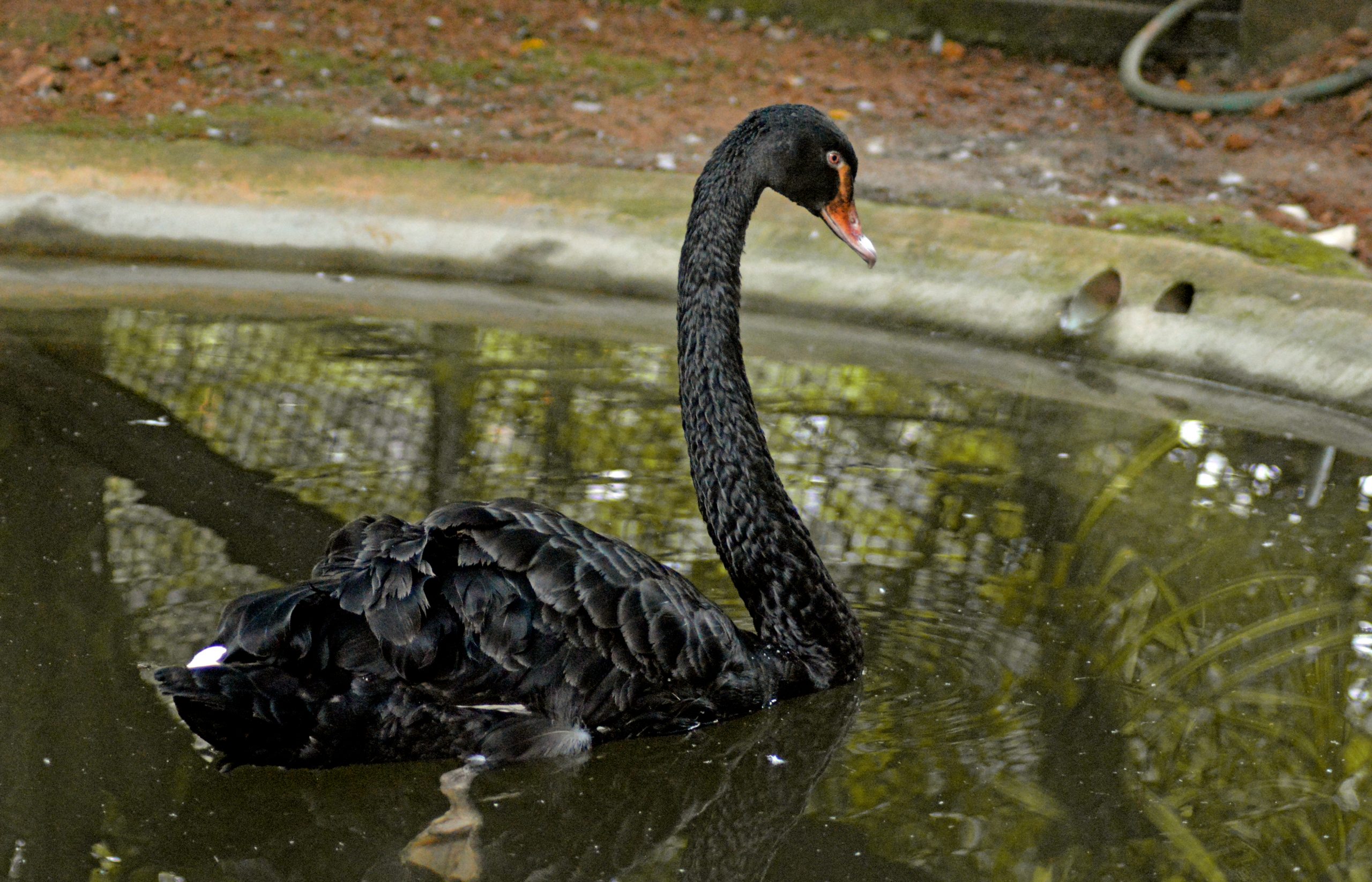 A black swan in pond