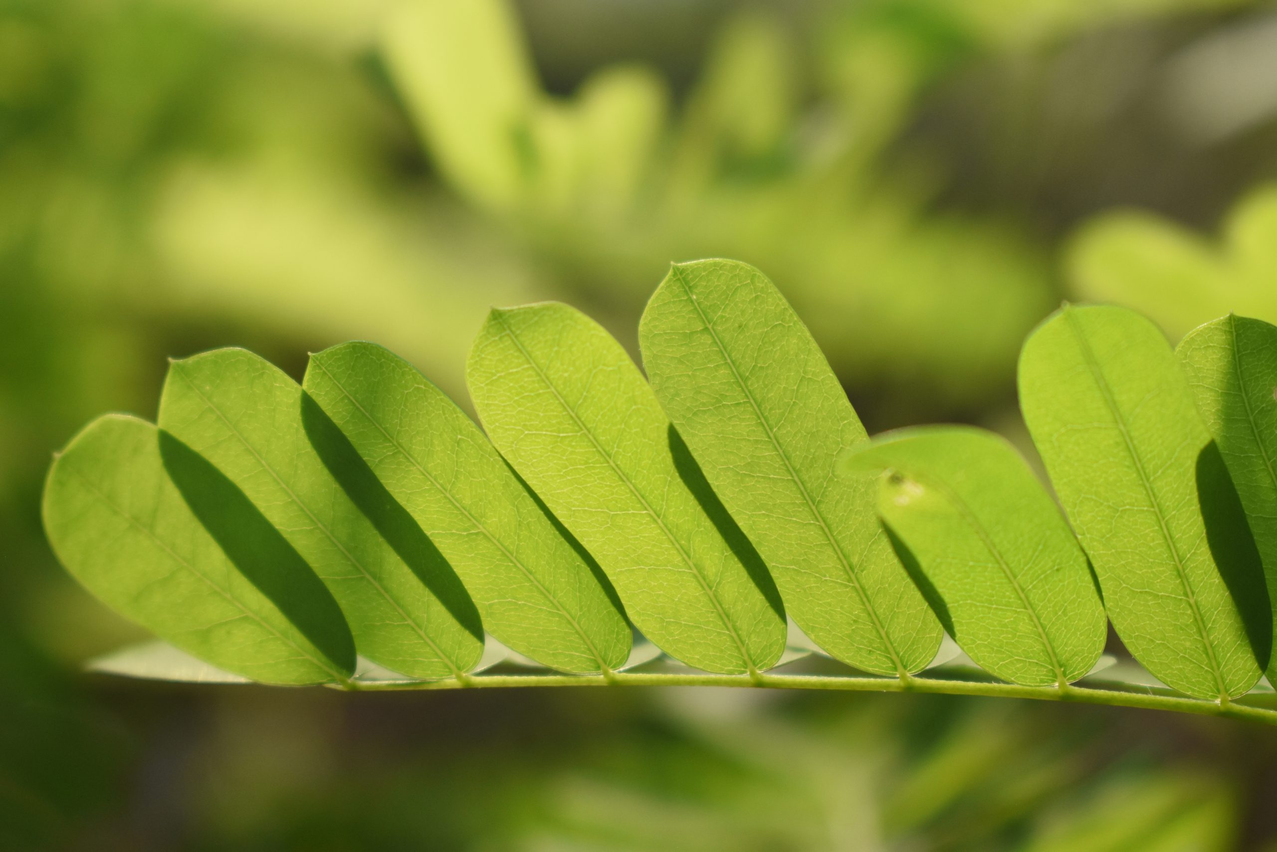 Leaves