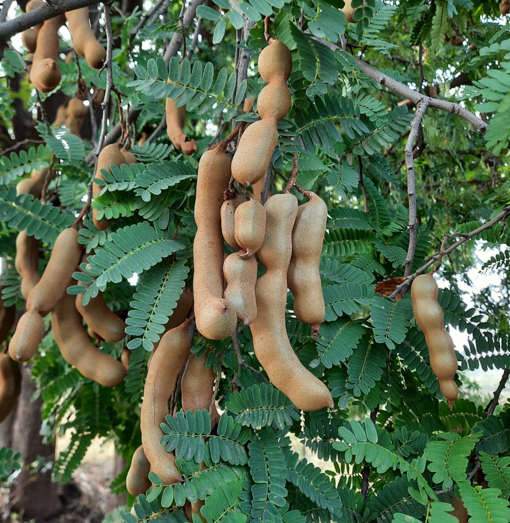 Tamarind Fruit - PixaHive