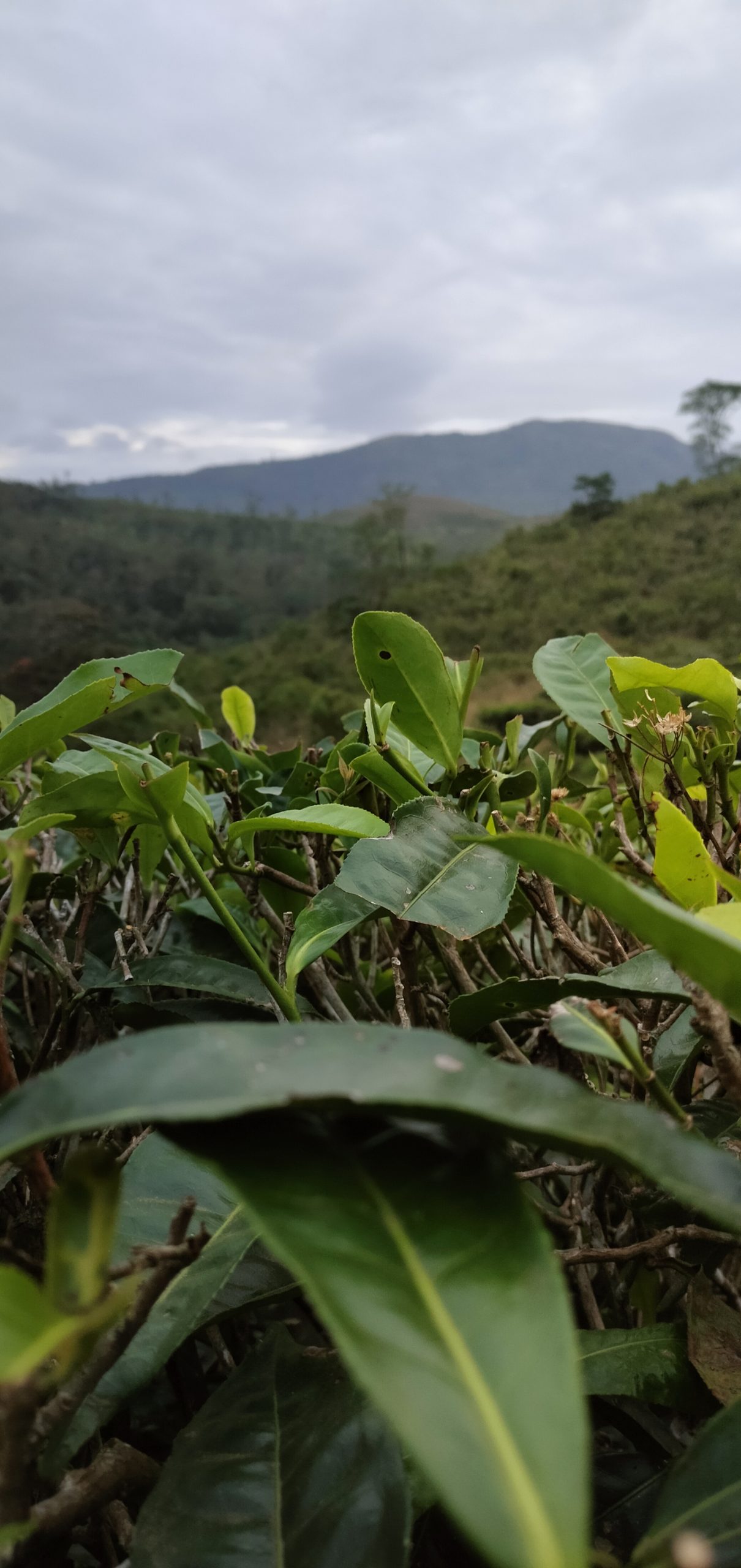 Leaves of tea plants