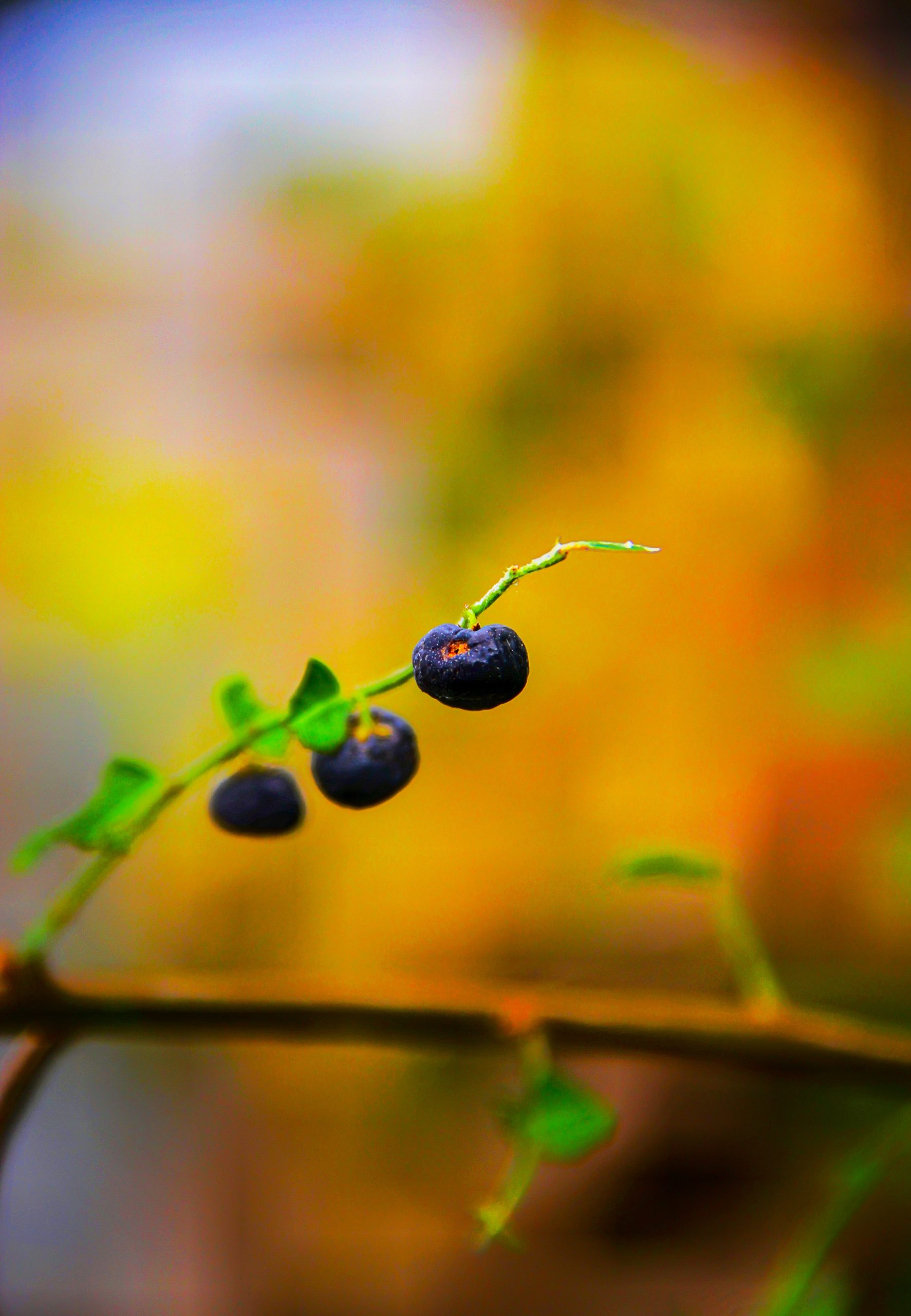 blackberry on its plant