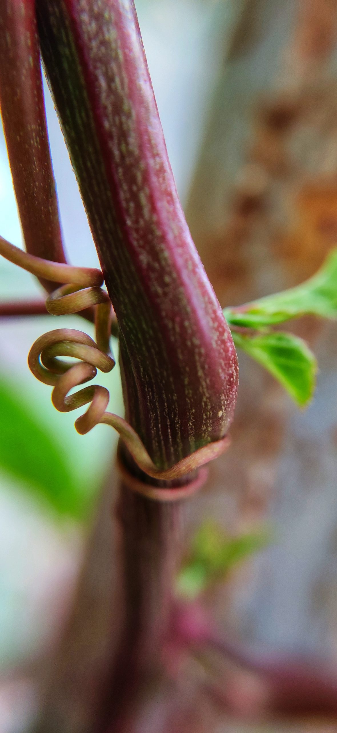 Tendril of a climbing plant