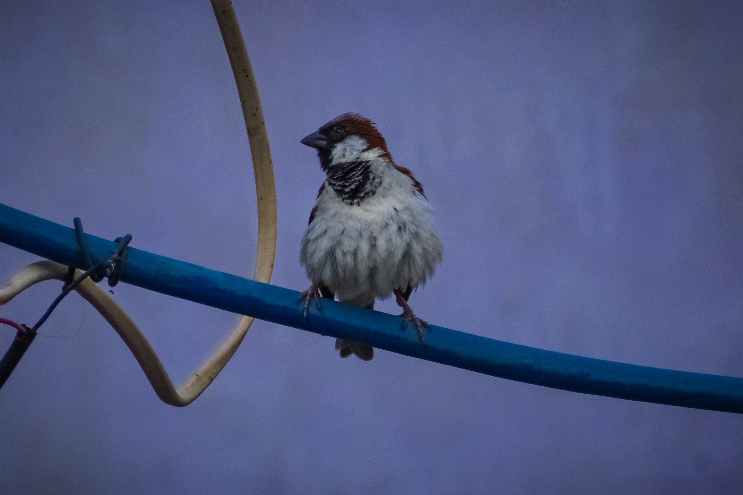 Bird sitting on wire
