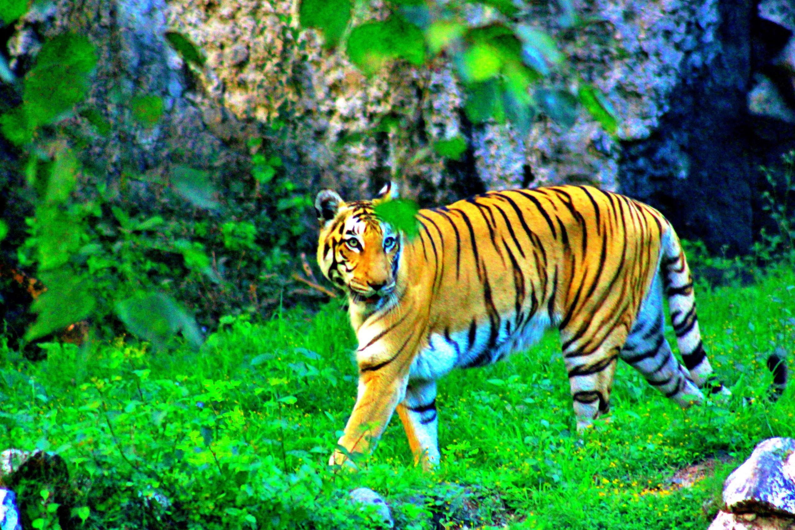 tiger in a jungle