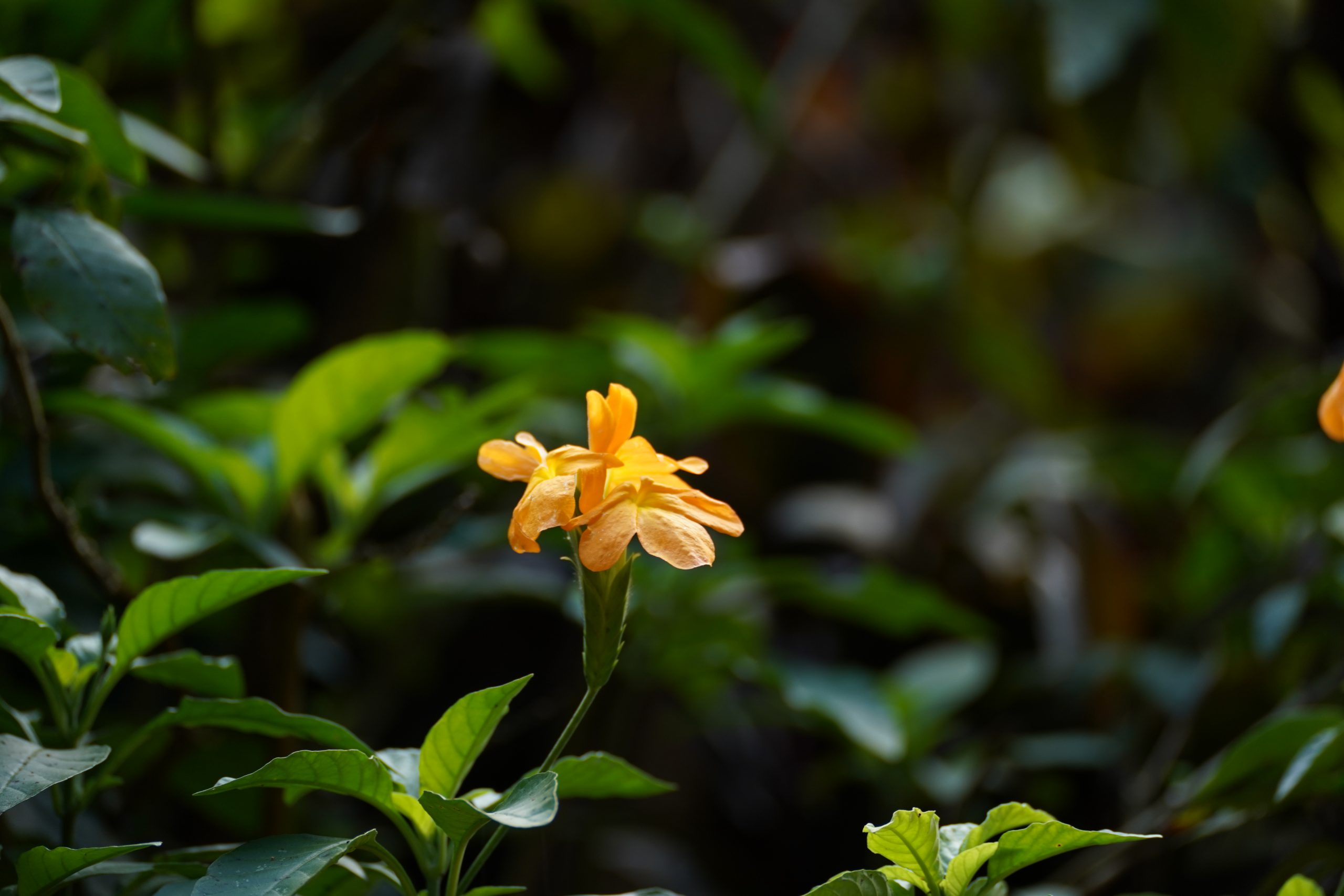 Flowering plant