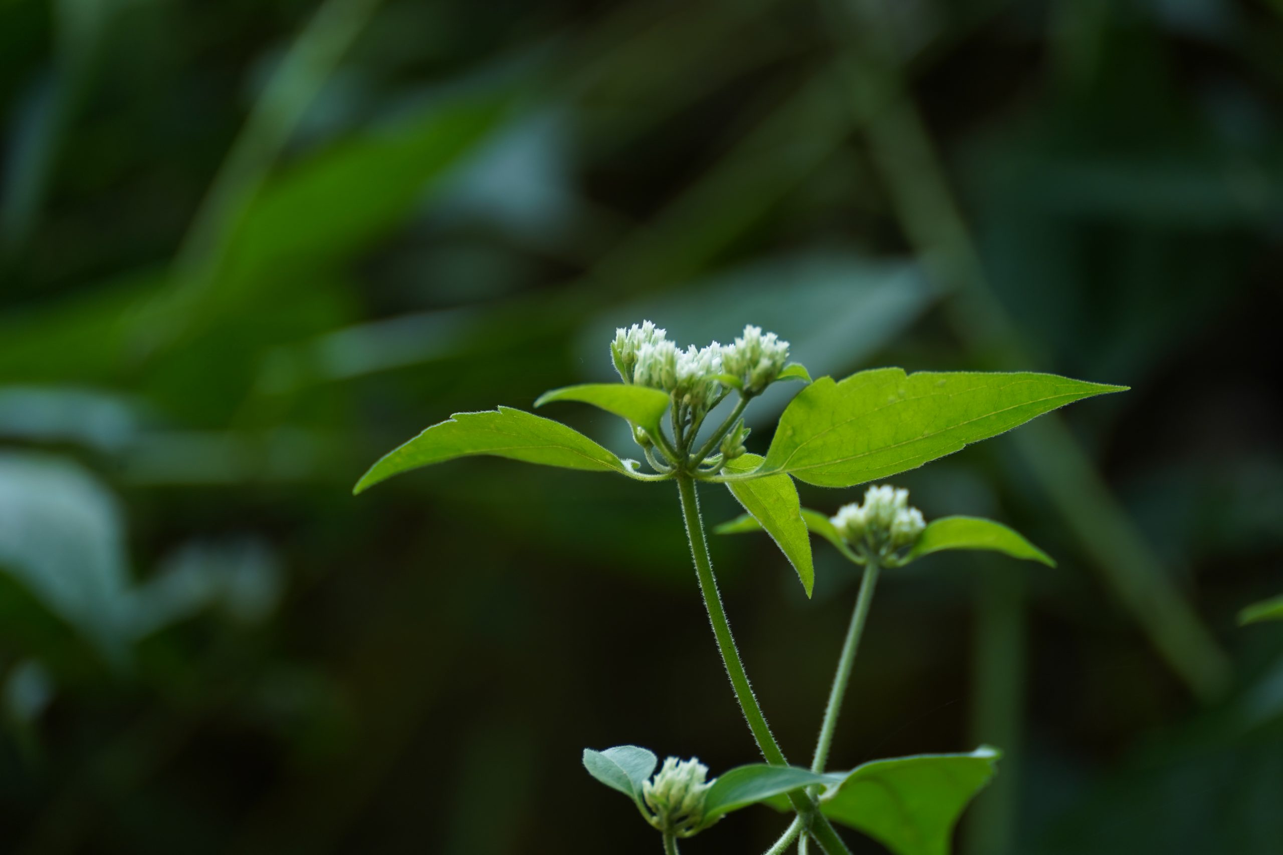 Flowering plant