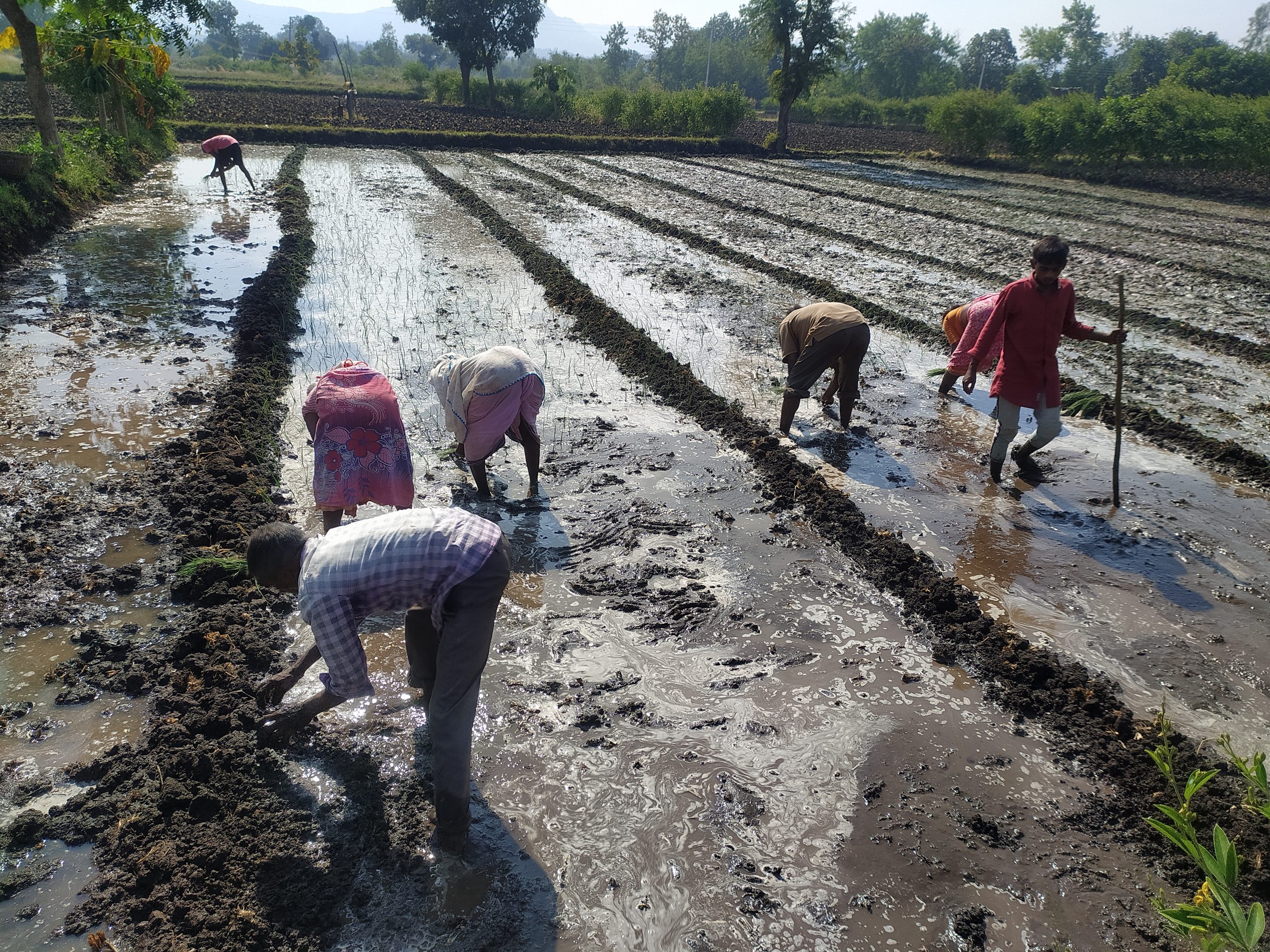 farmers in a field