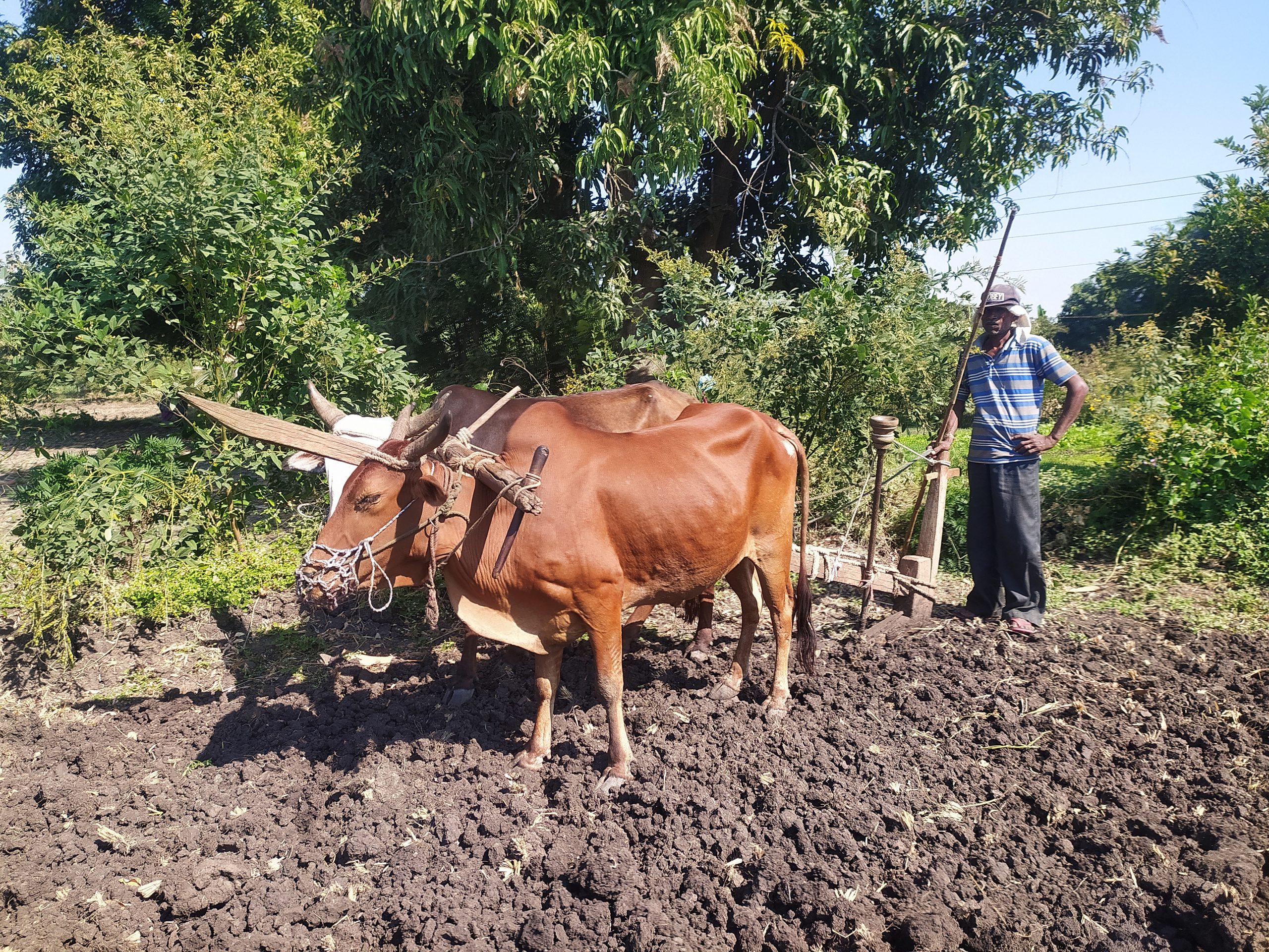 A farmer ploughing with oxen