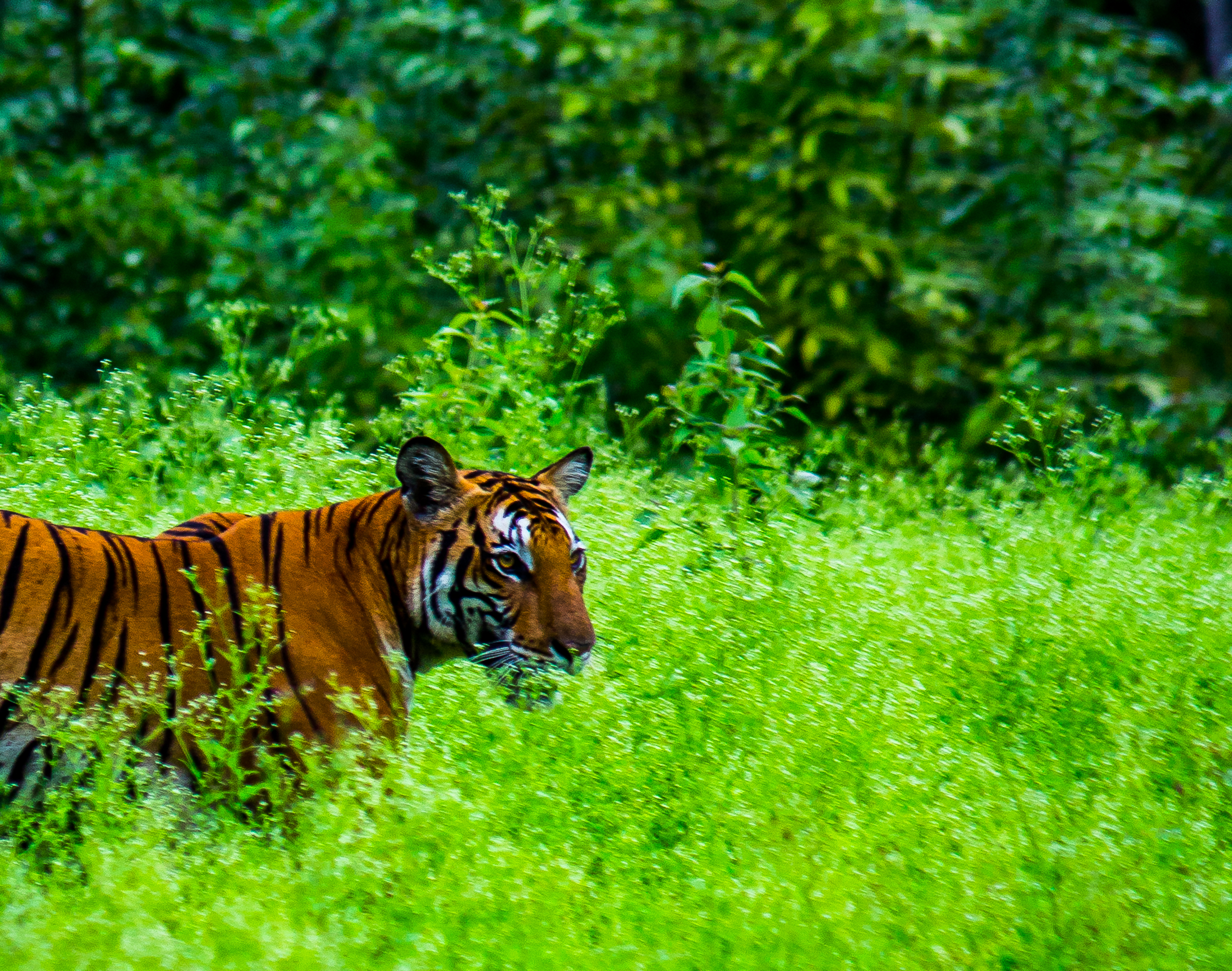 A tiger in jungle