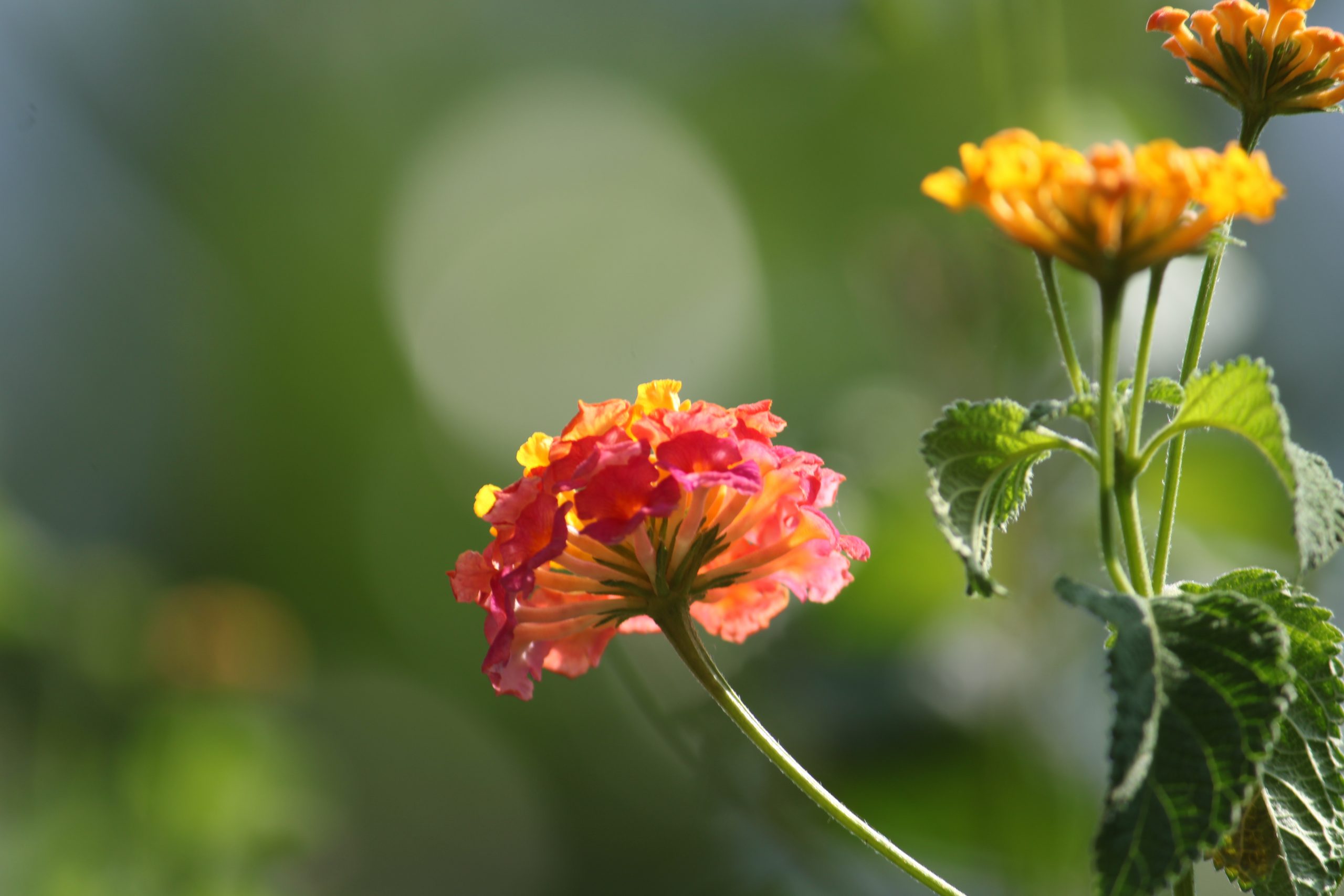 Tiny Colourful Flowers