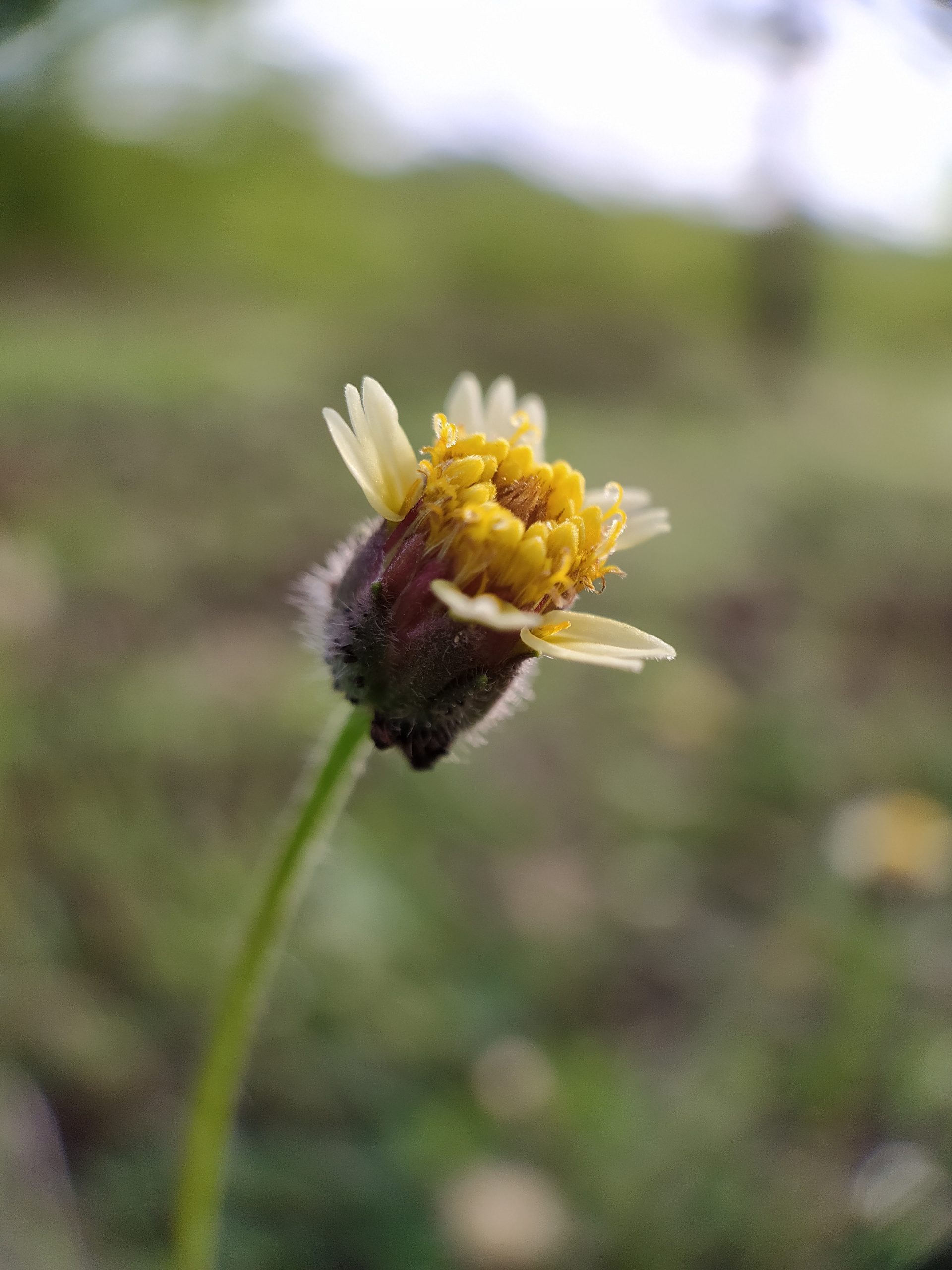 Tiny Yellow flower