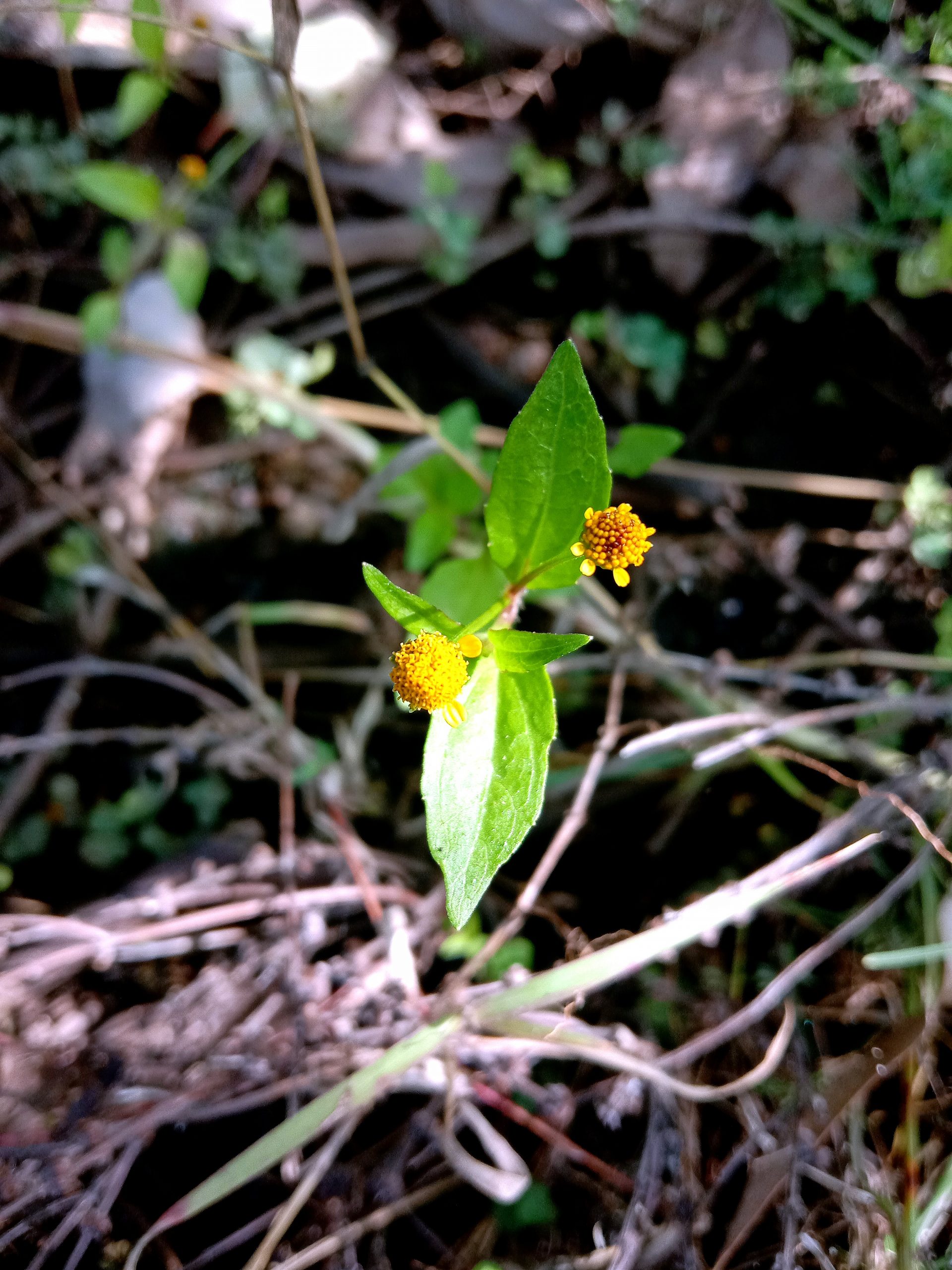 Tiny Yellow flowers