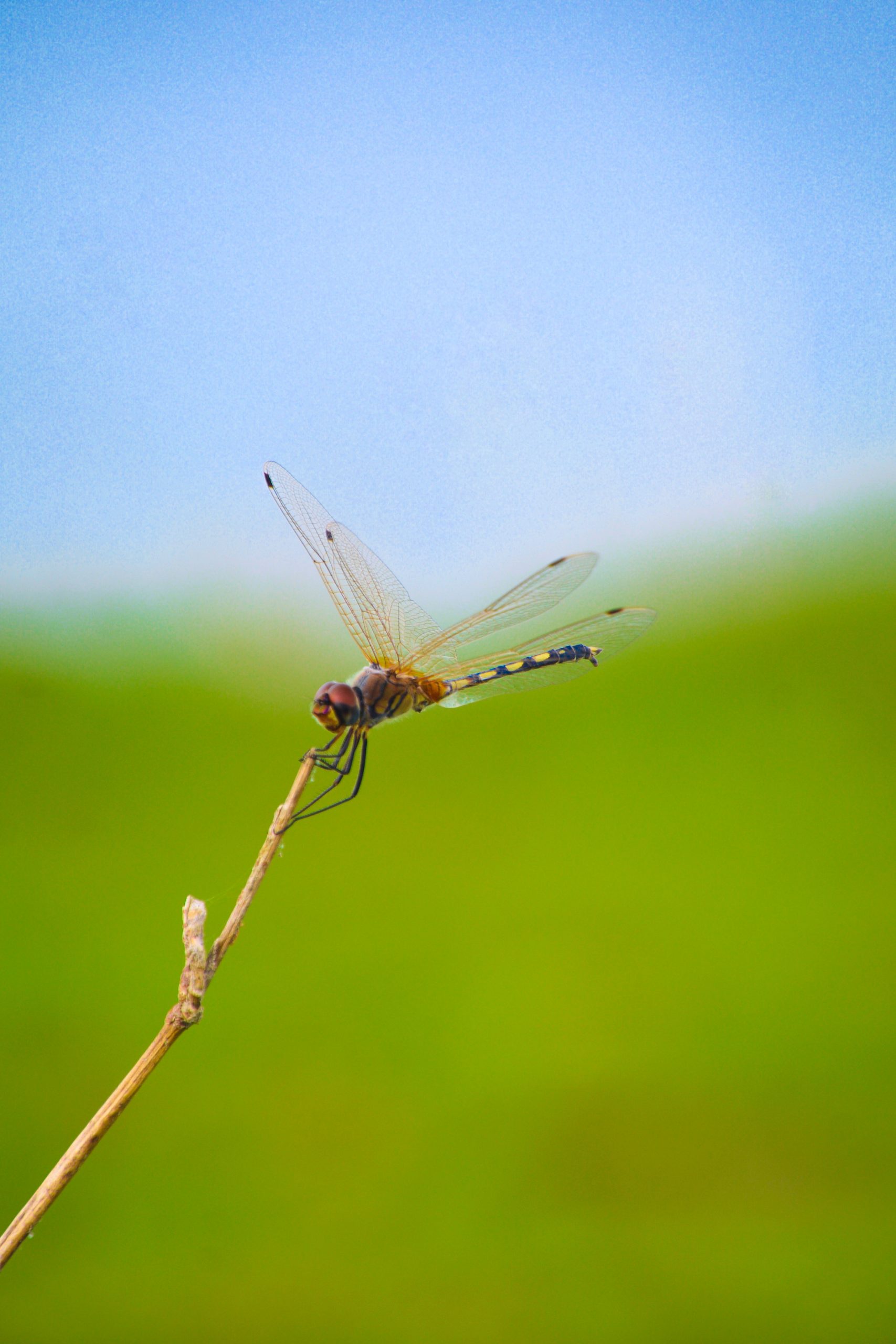 dragonfly on a twig