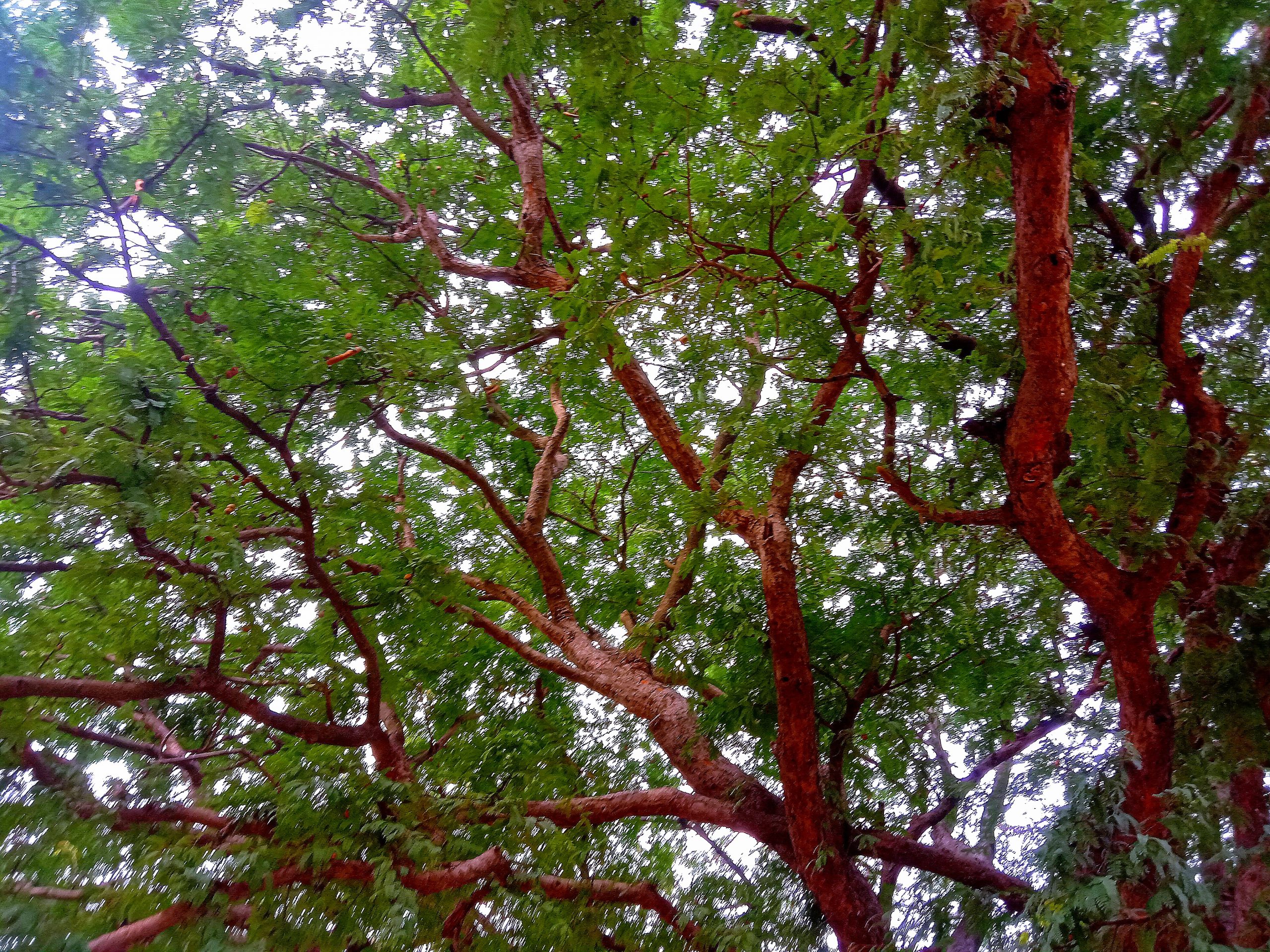 branches of a tree