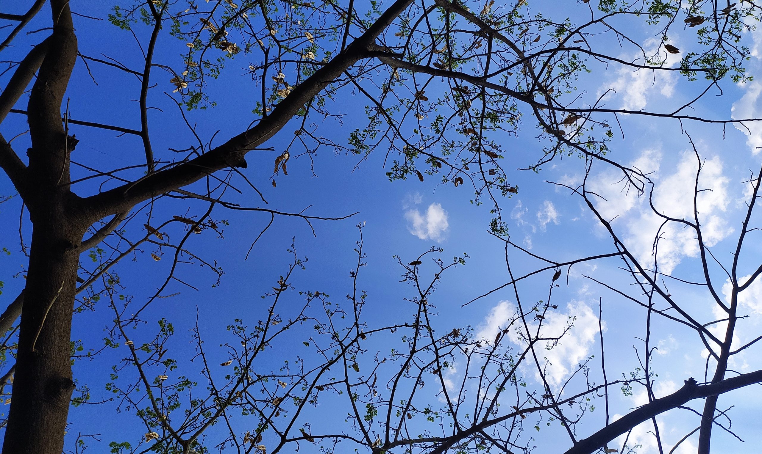 Branches of a tree