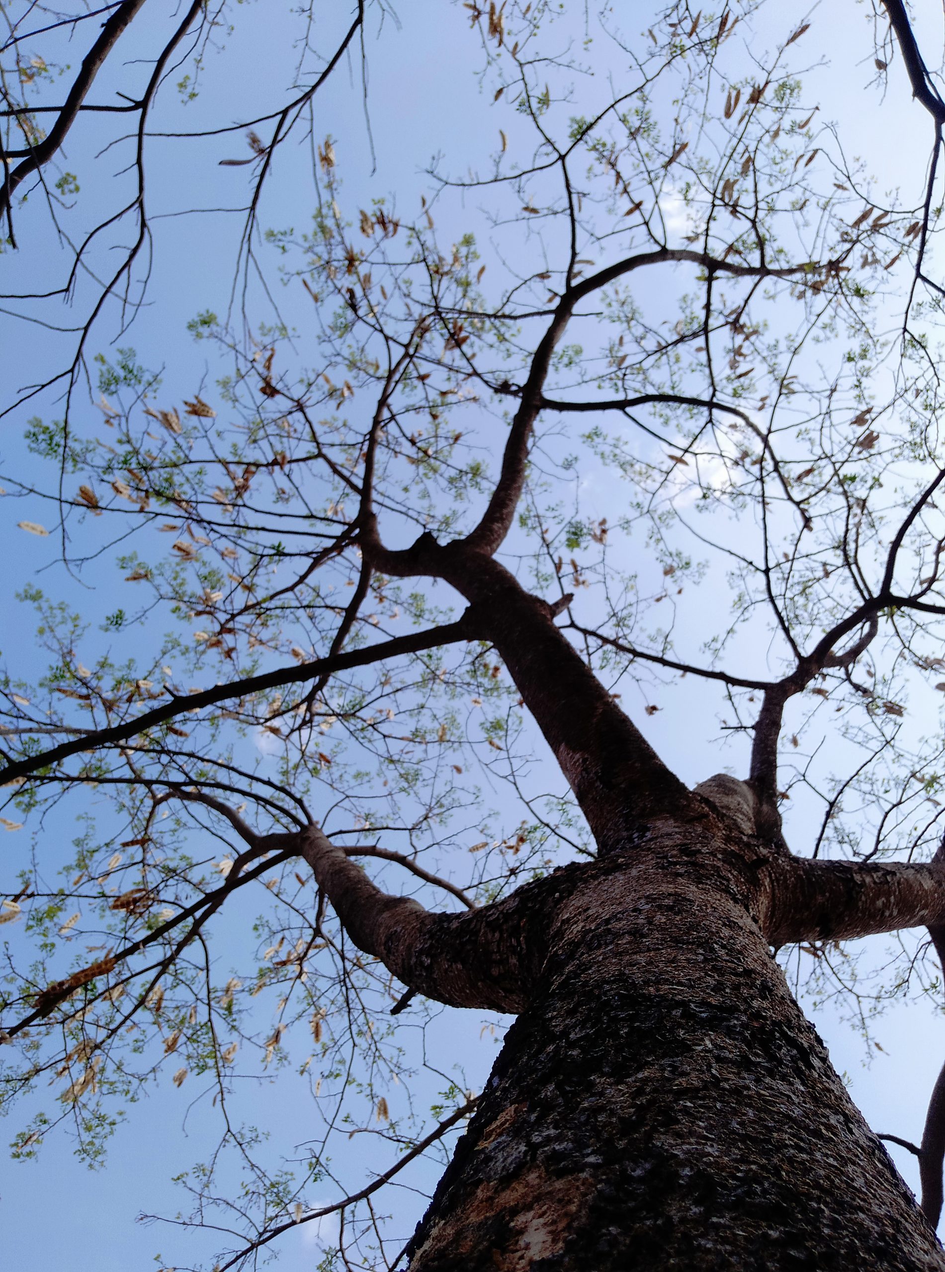 A tree branches