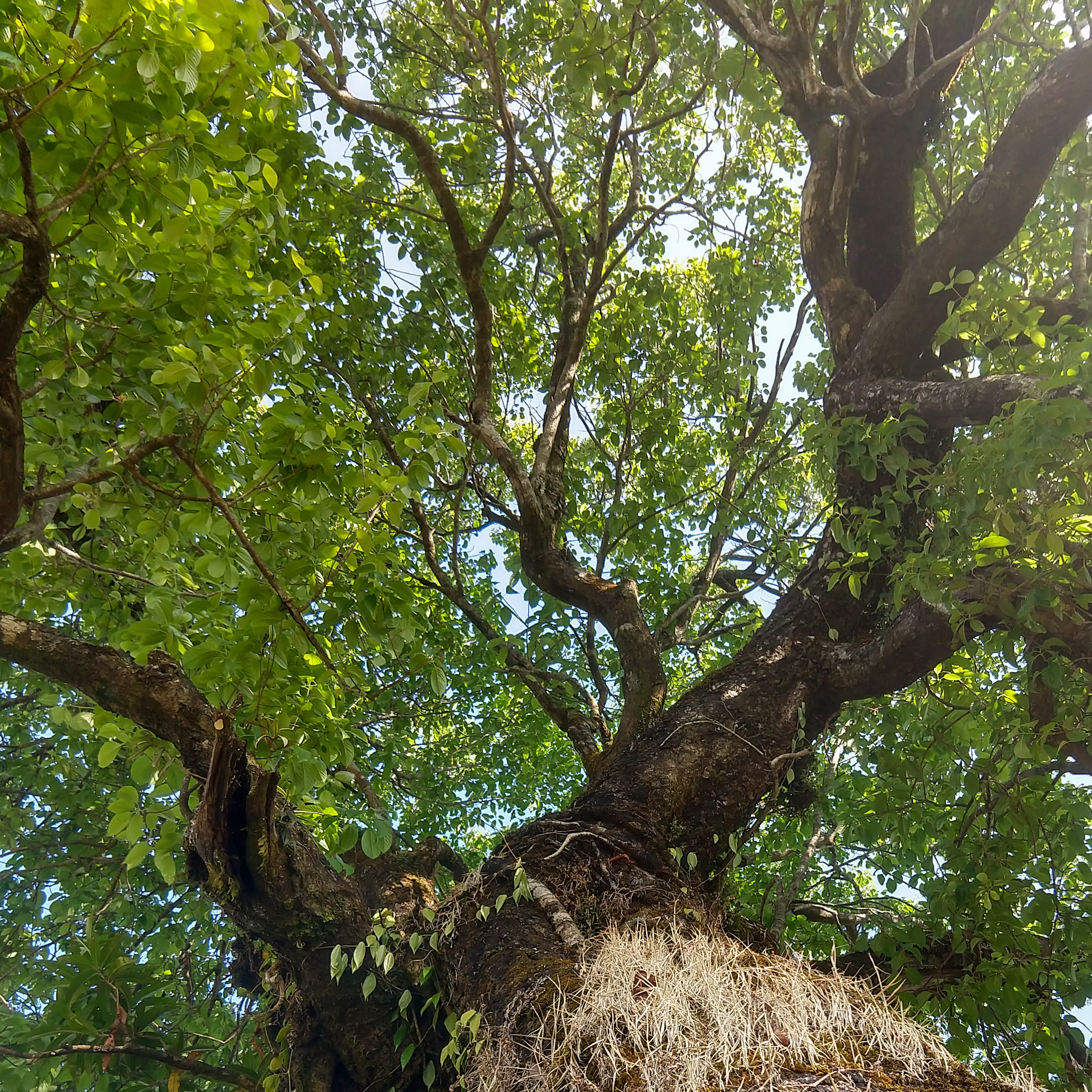 tree branches