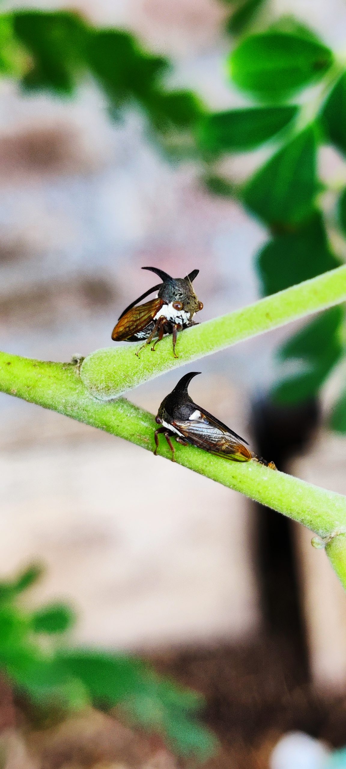 Treehoppers on a plant