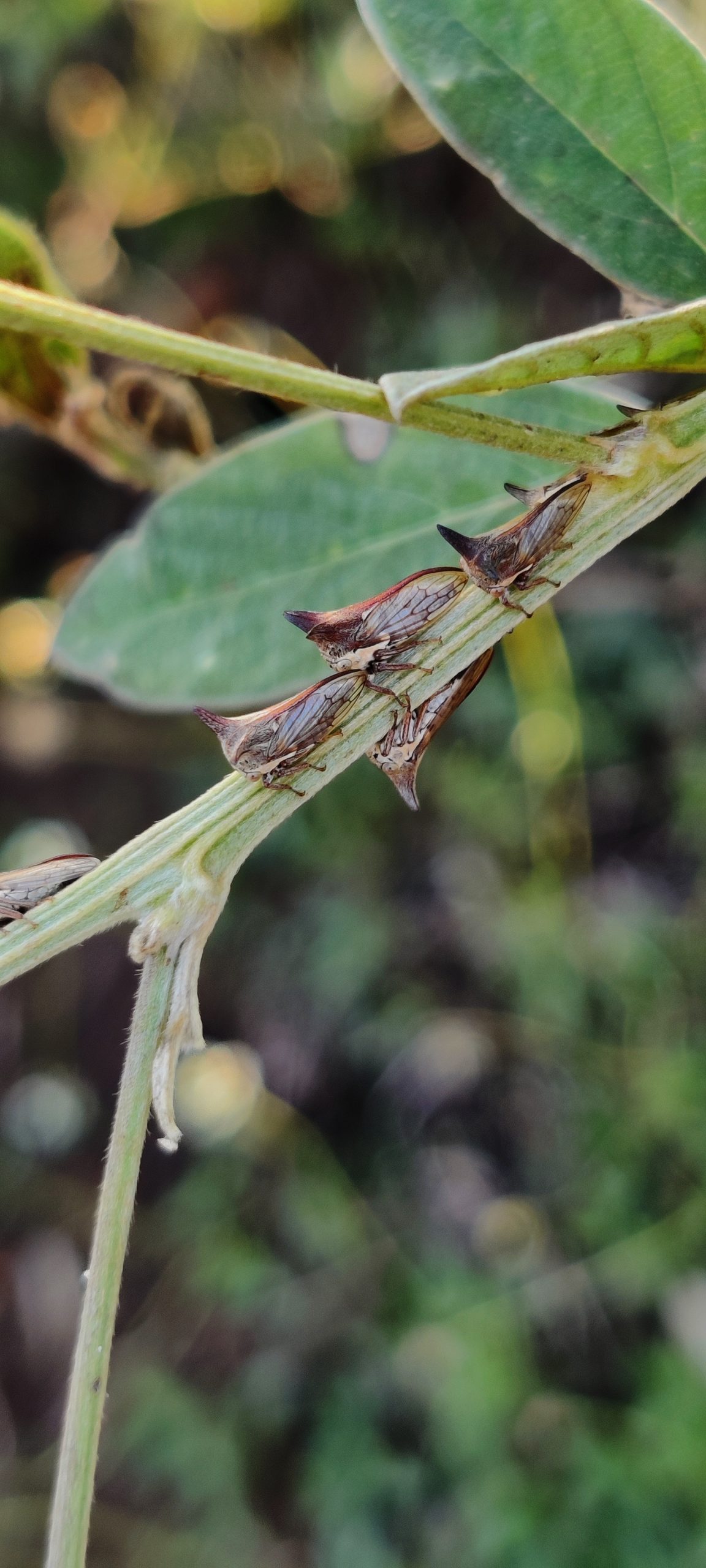 Treehoppers on a plant