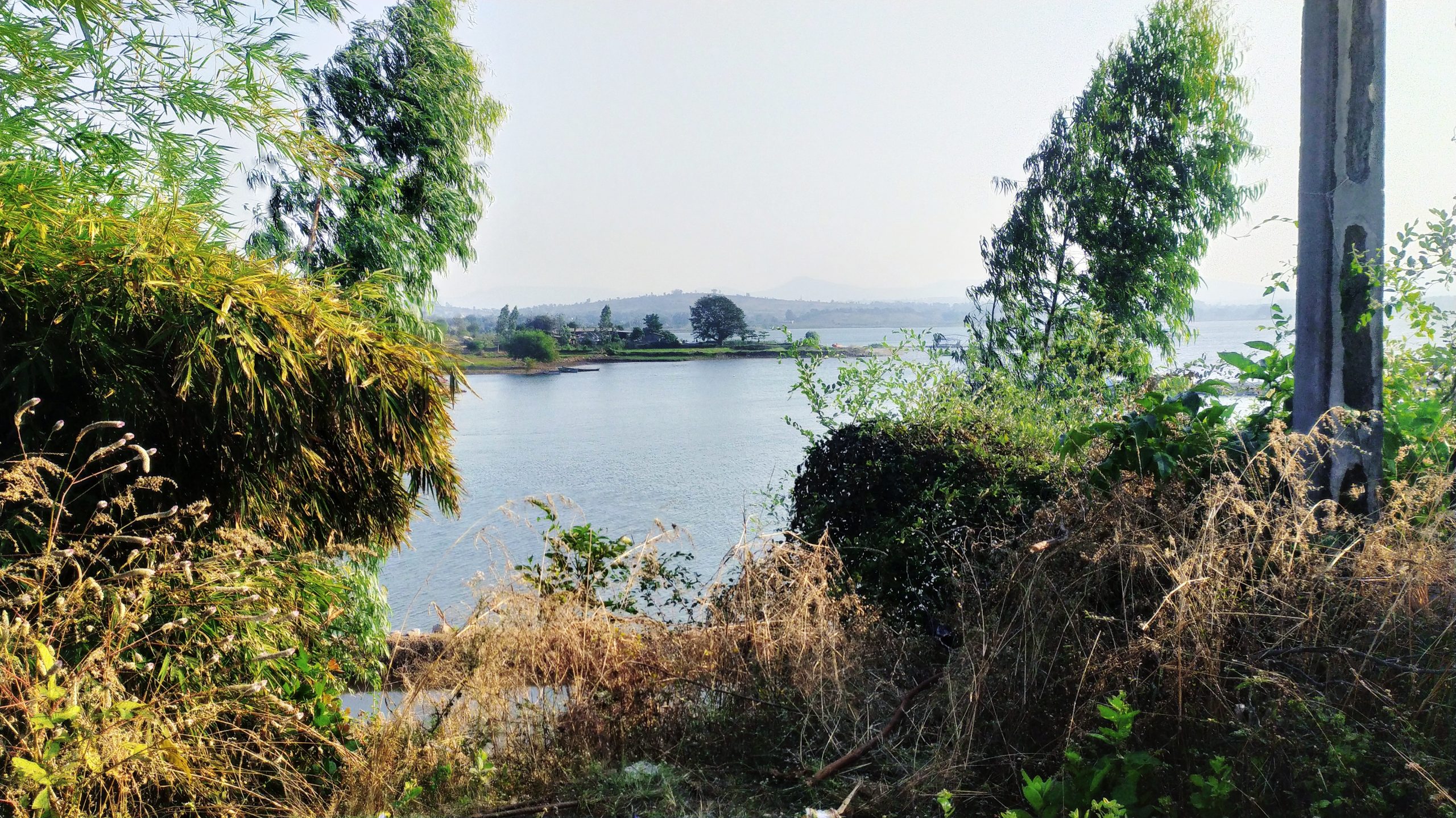 Trees and a lake