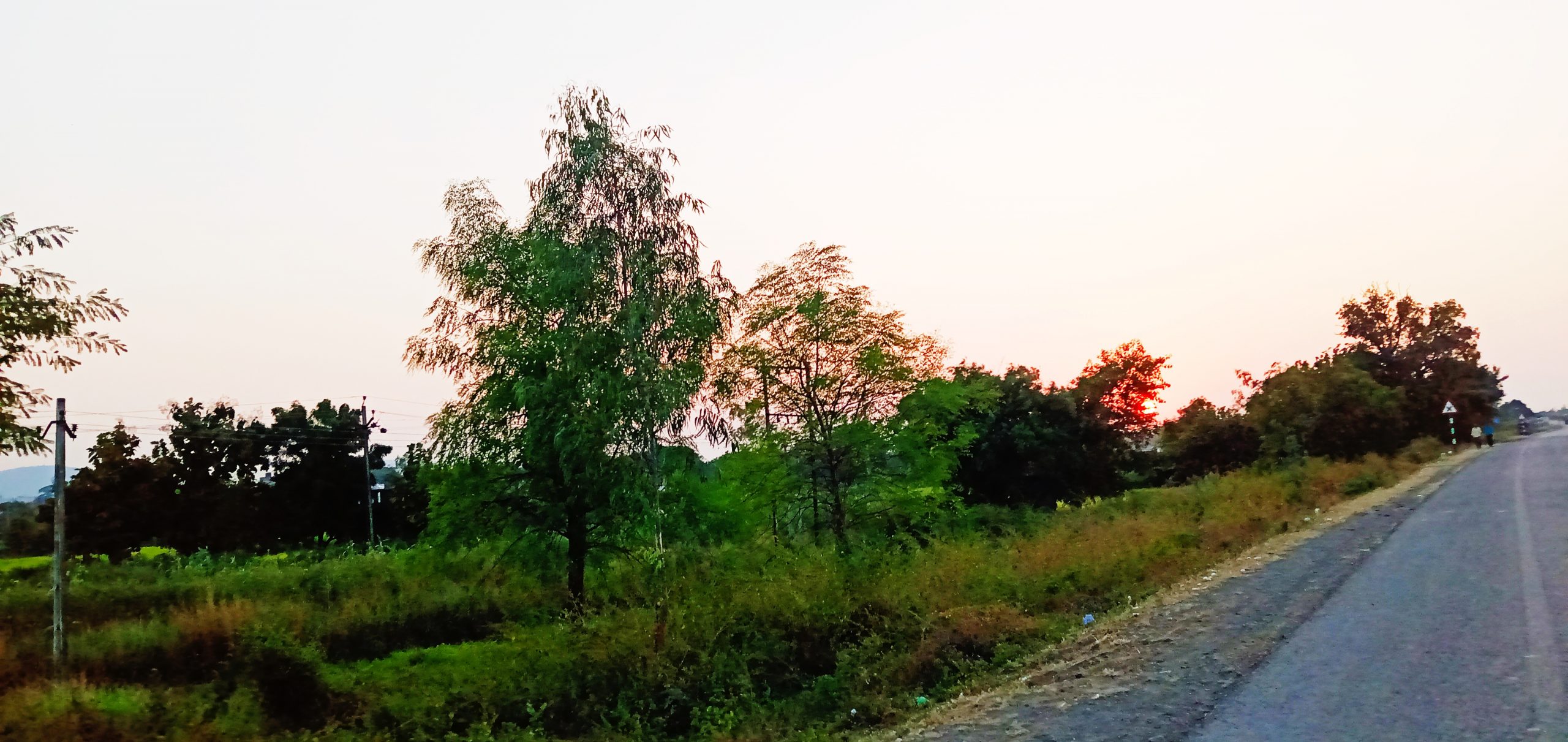 Trees and plants near a road