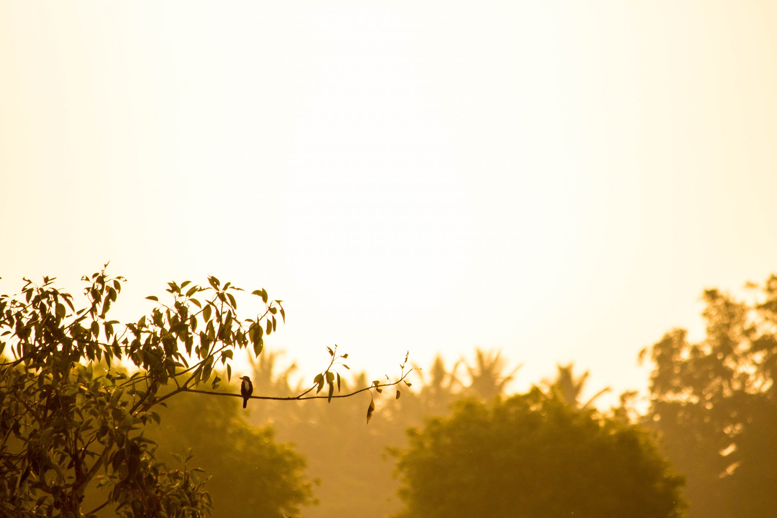 Trees during evening hours