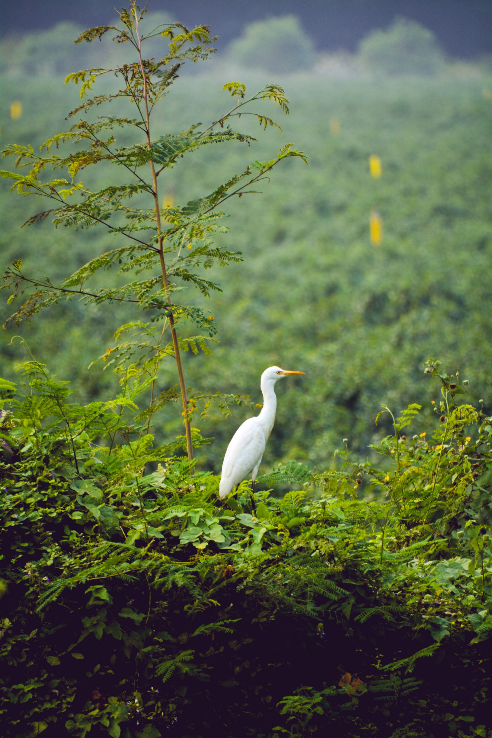 Egret sitting on tree
