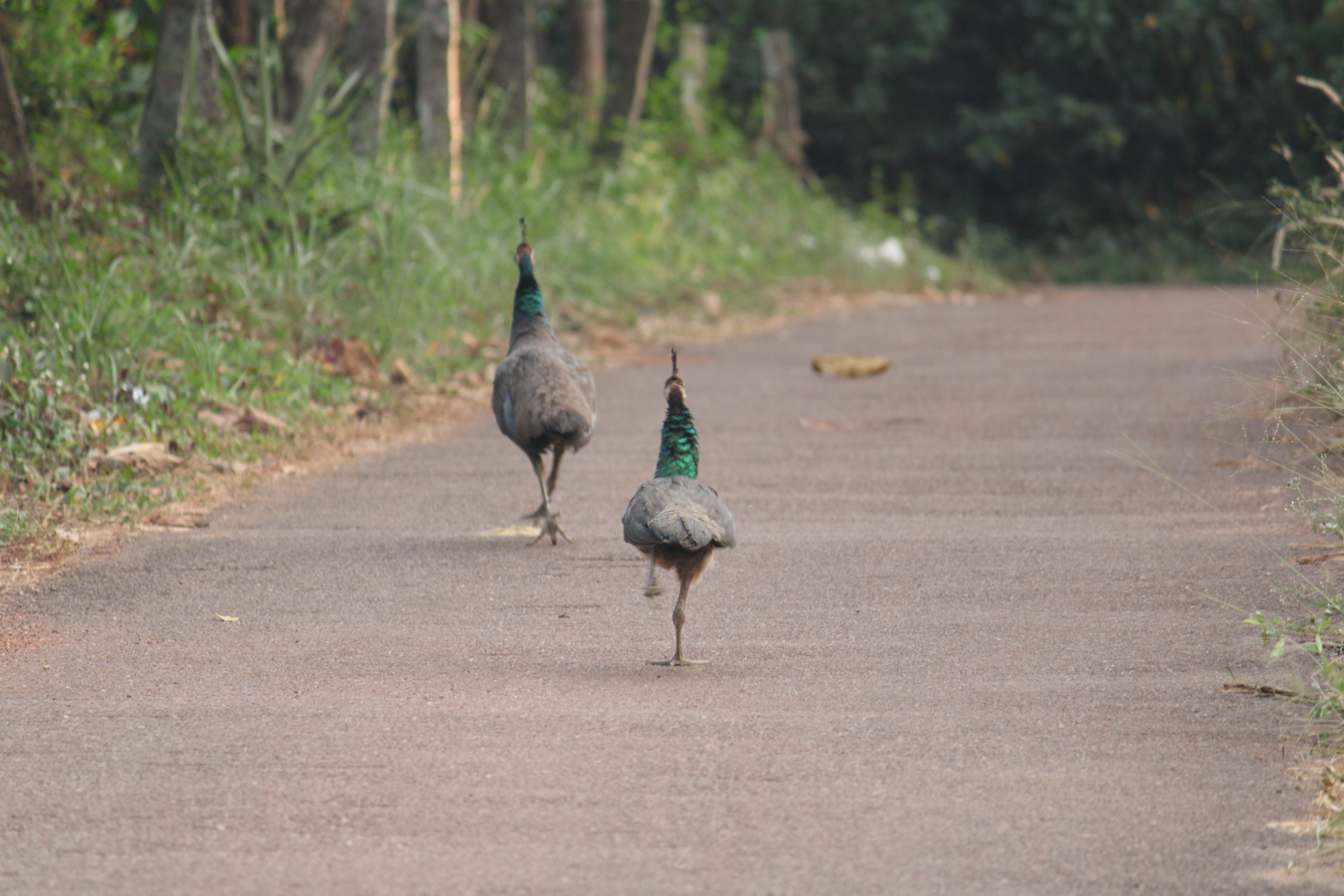 Peacocks walking on the road