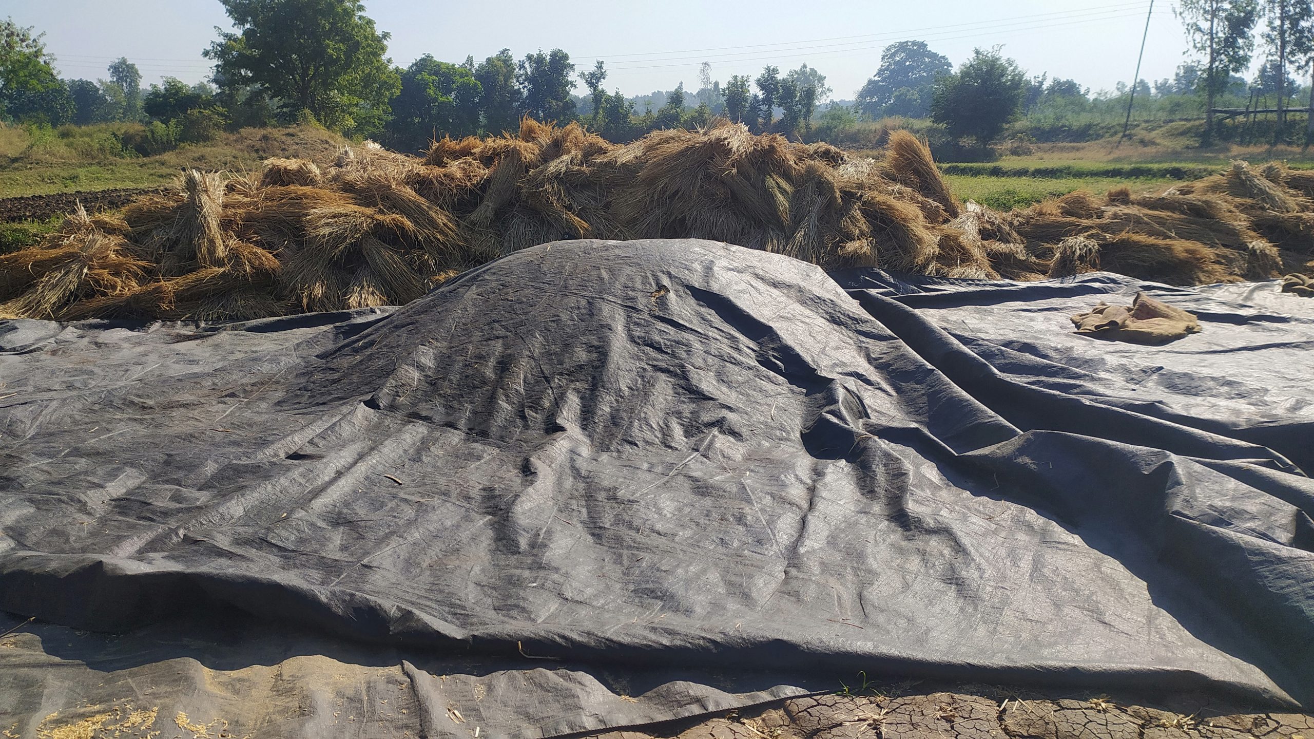 Crops of a farmer