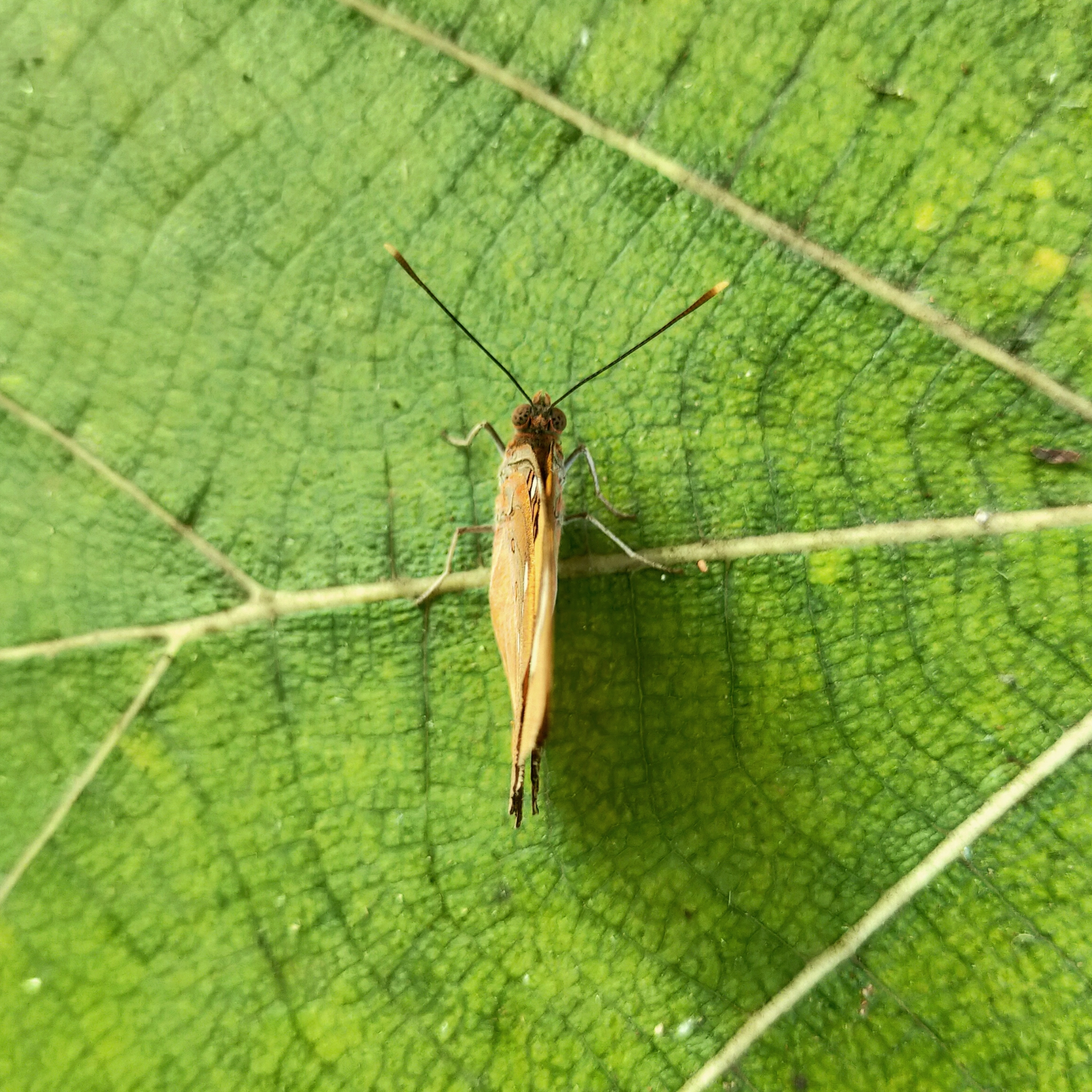 insect on a leaf