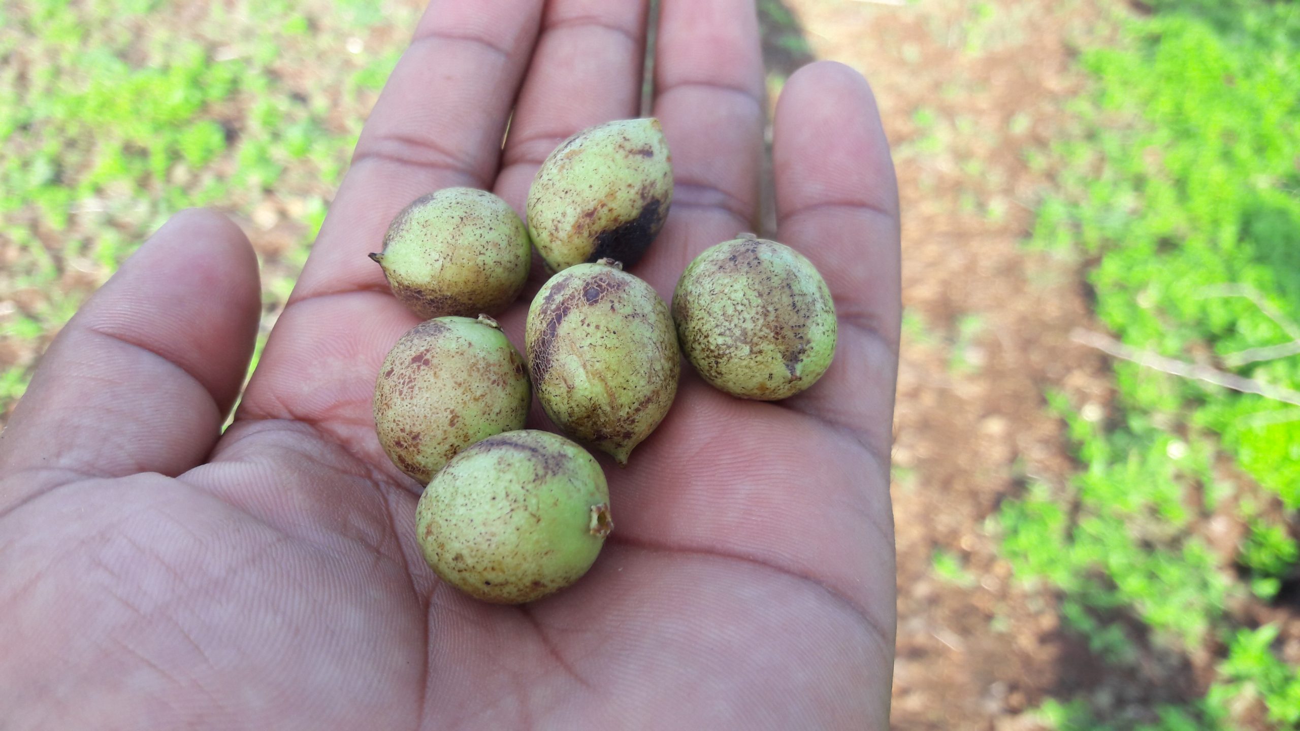 Green fruits in hand