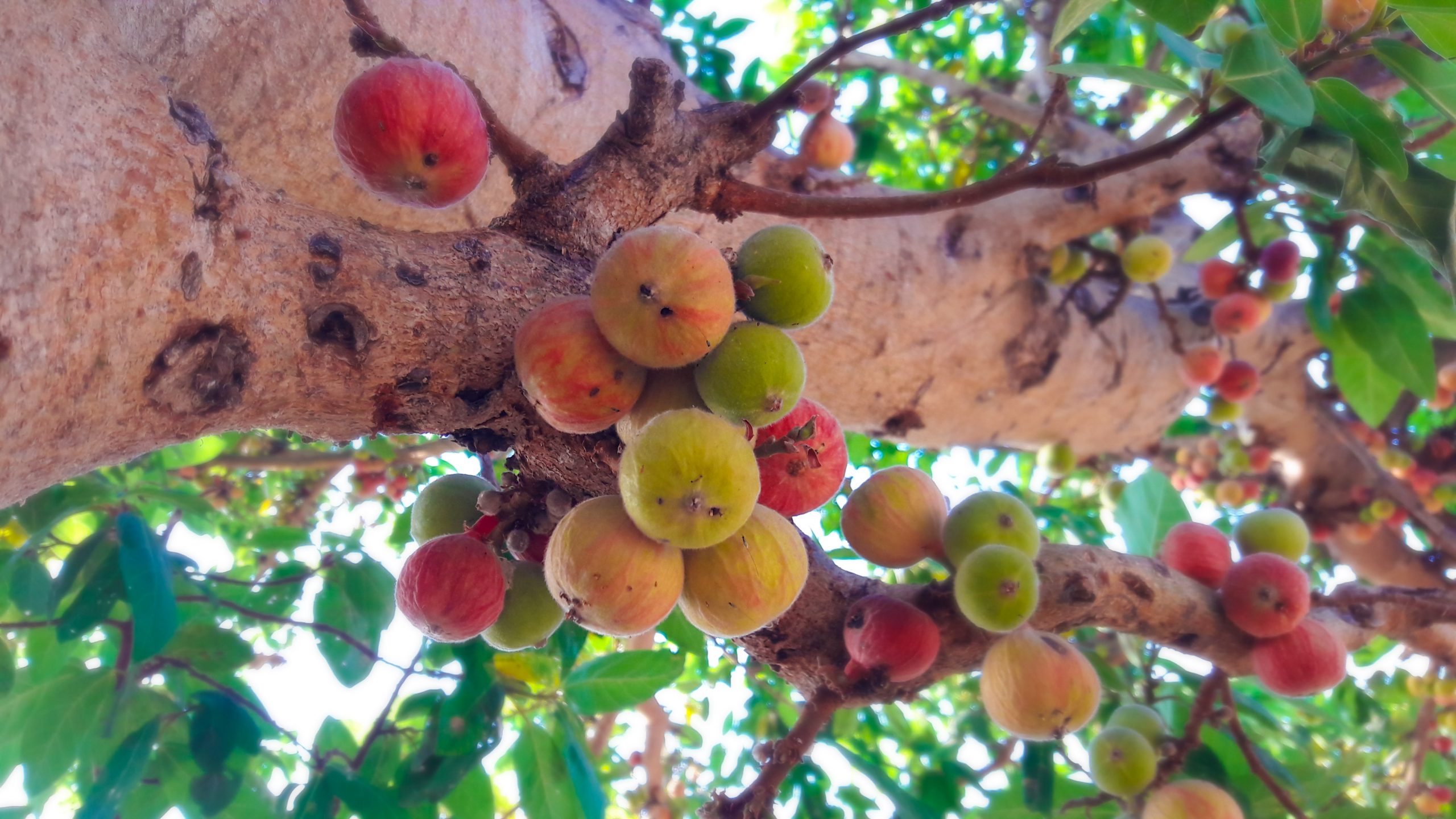 A fruit tree