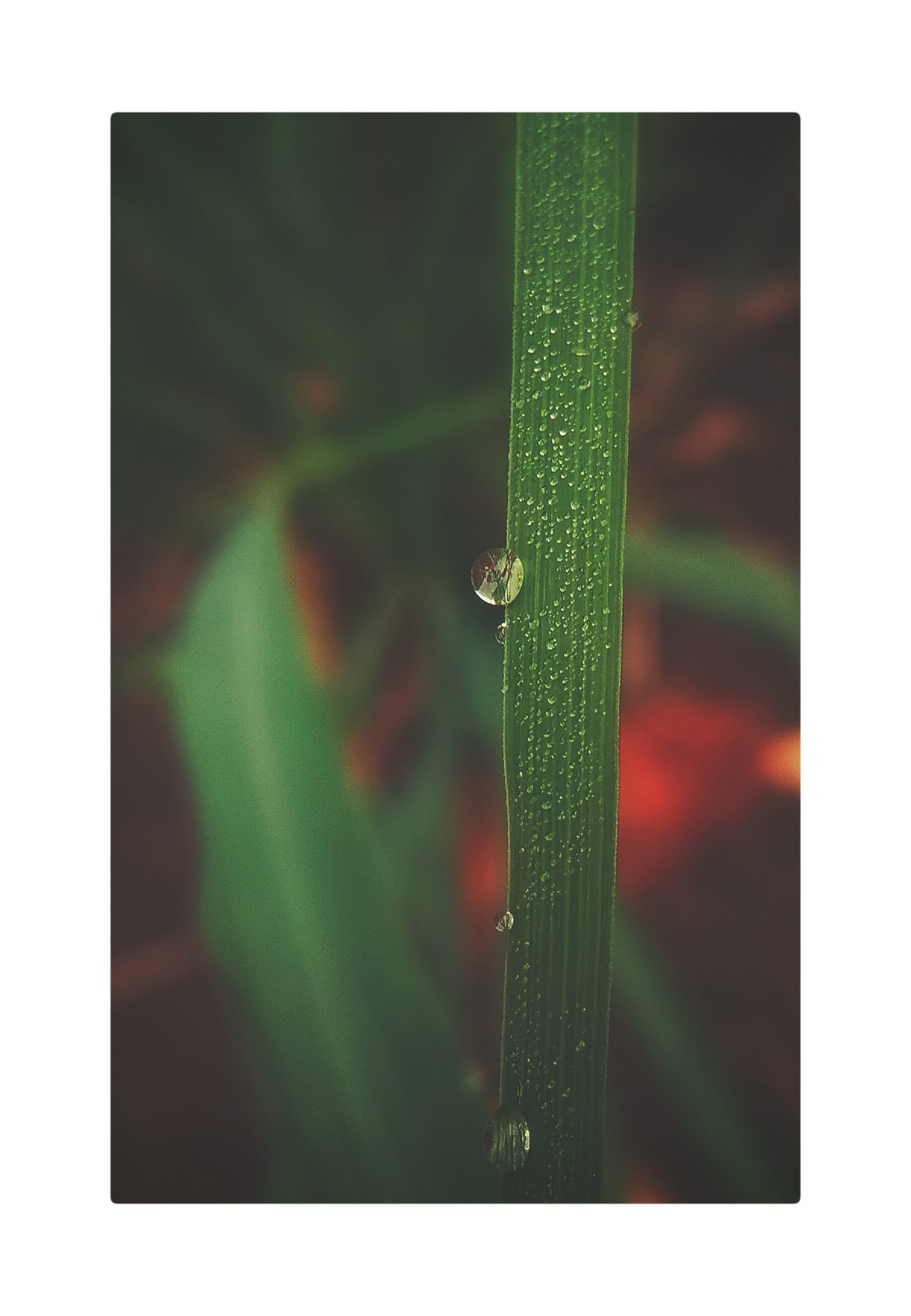 drop on a leaf