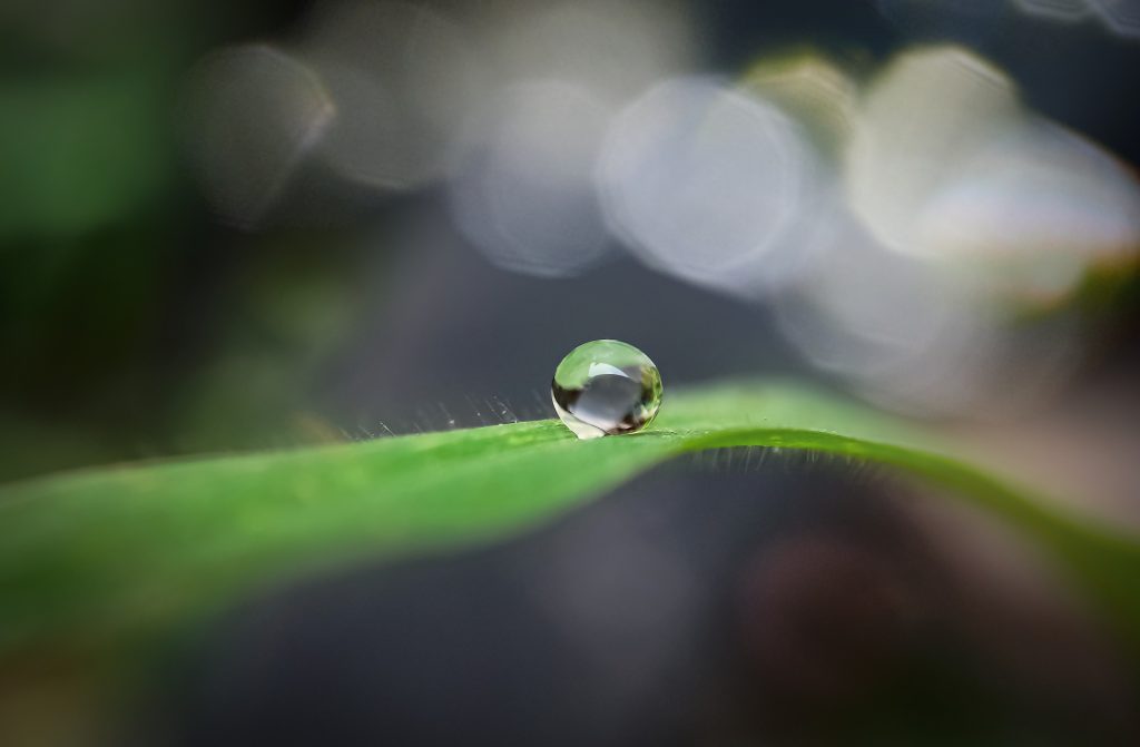 Water drop on grass leaf - PixaHive