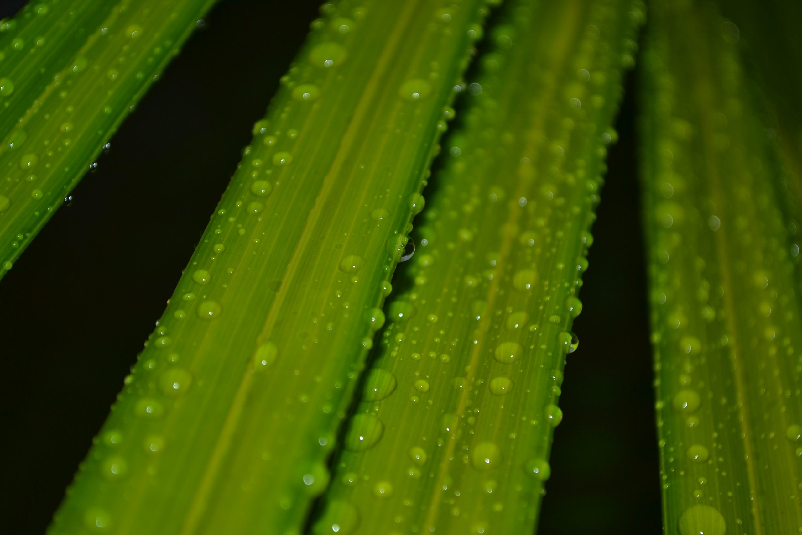 water drop on leaves