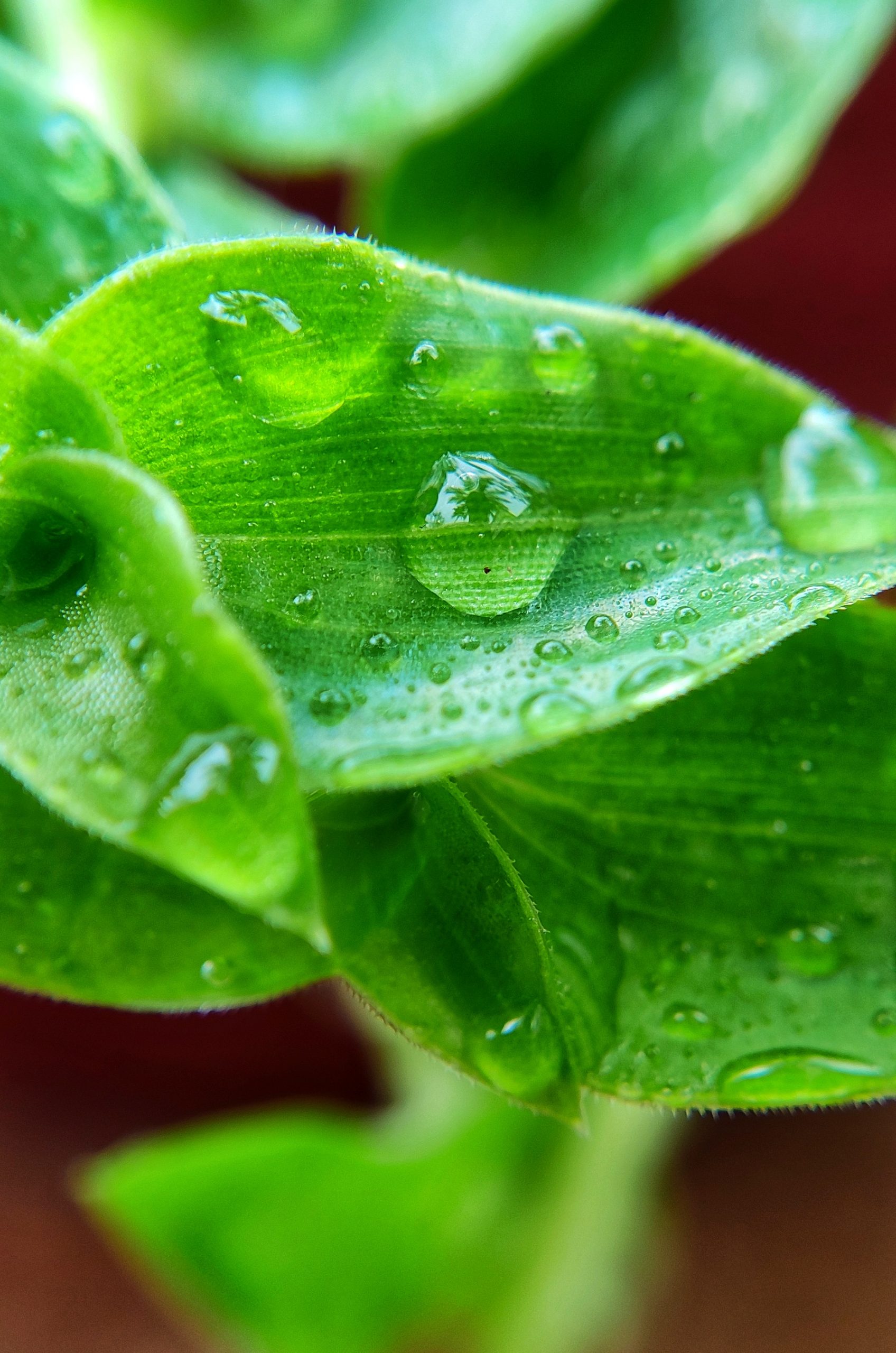 Water drops on leaf