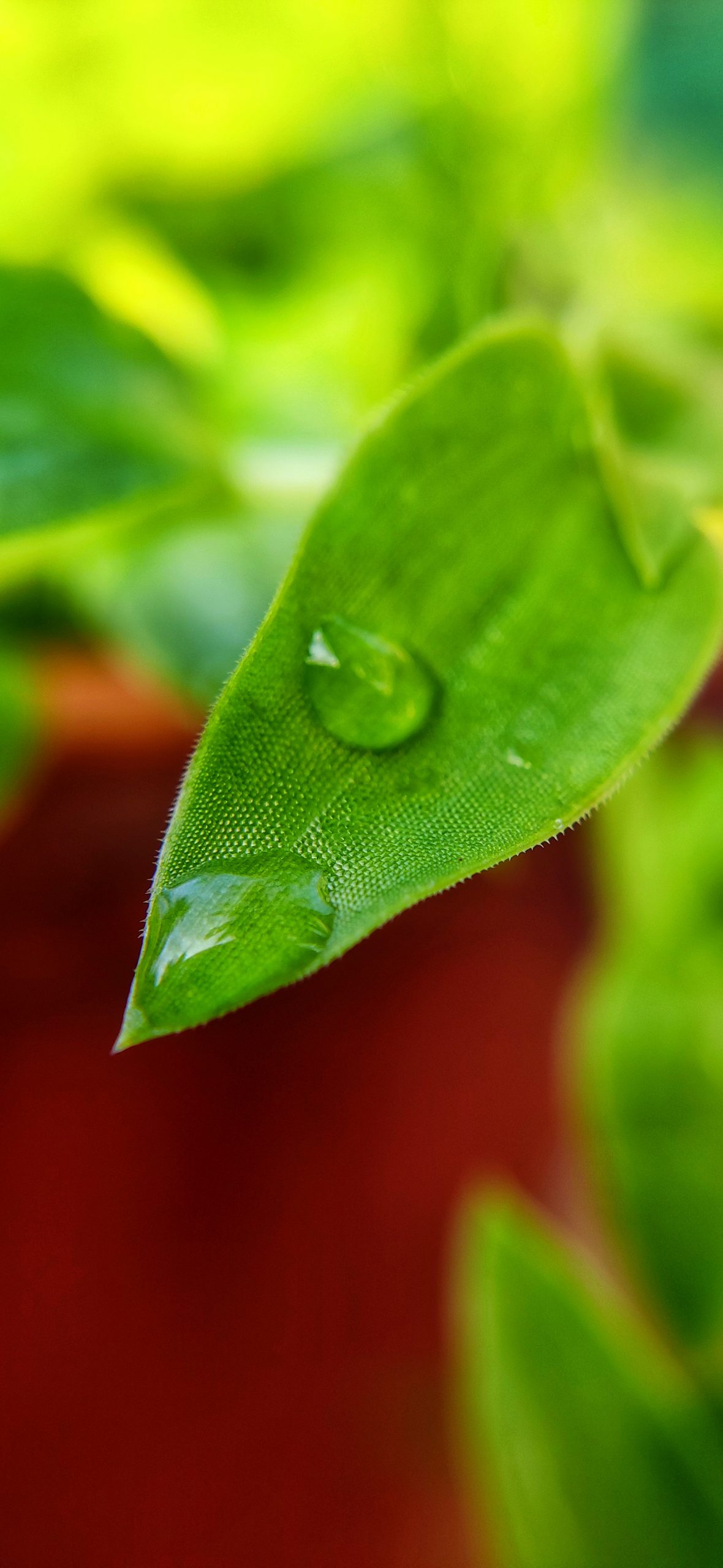 Water drops on leaf