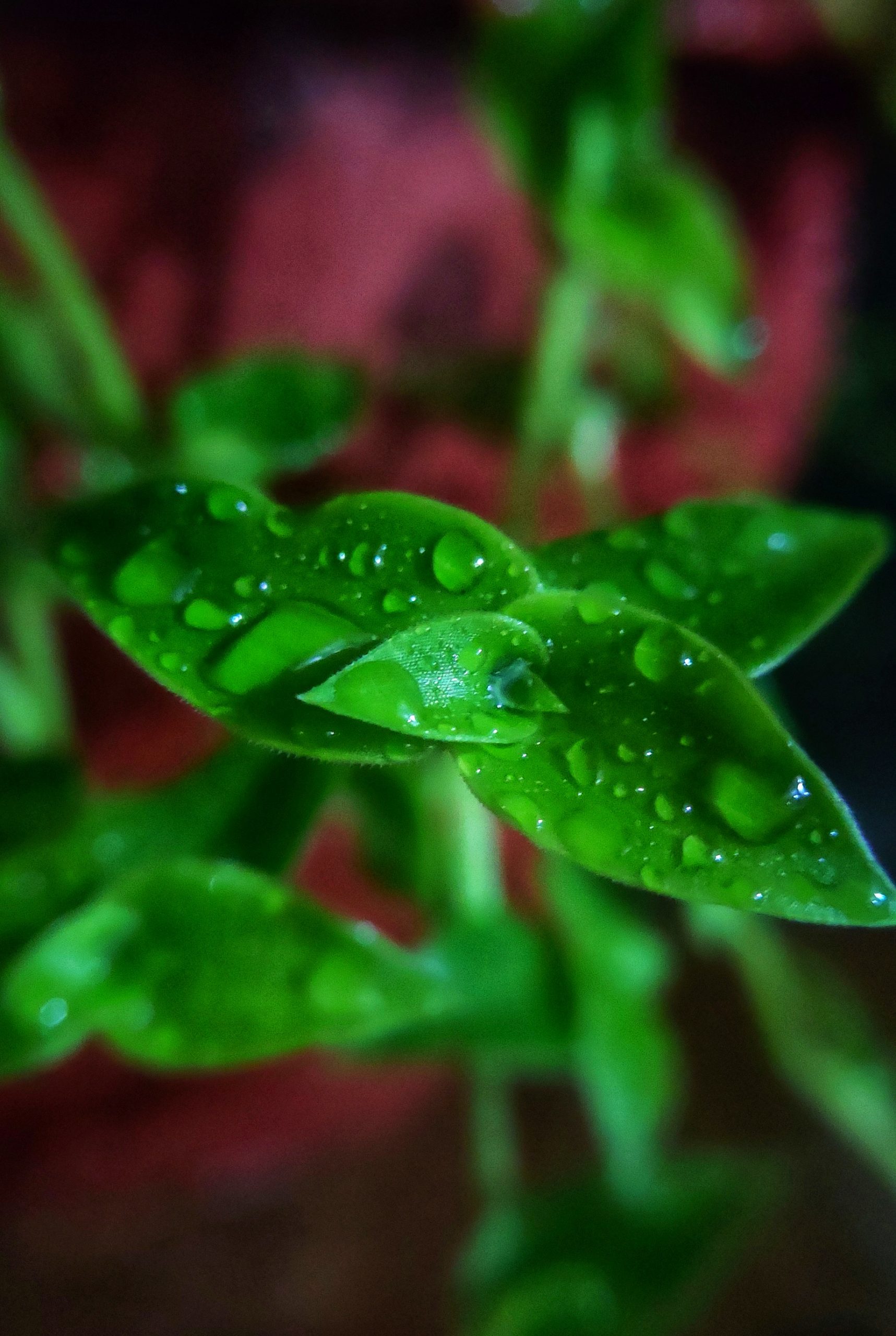 Water drops on leaf