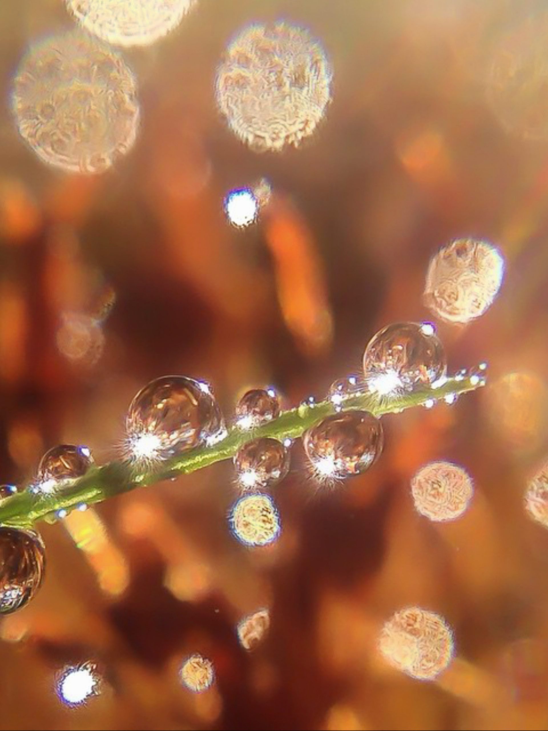 Water drops on a twig