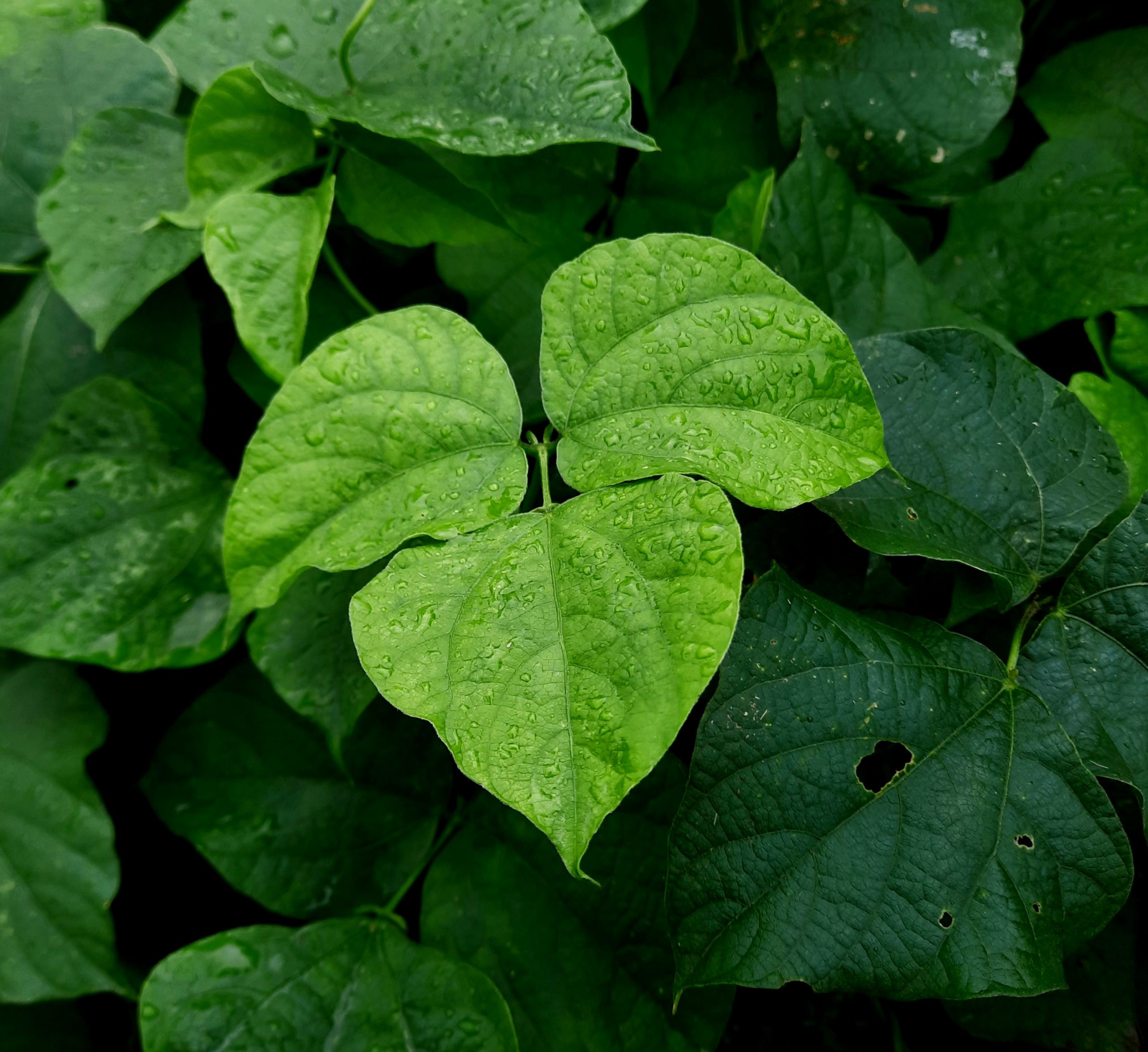 Water drops on green leaves