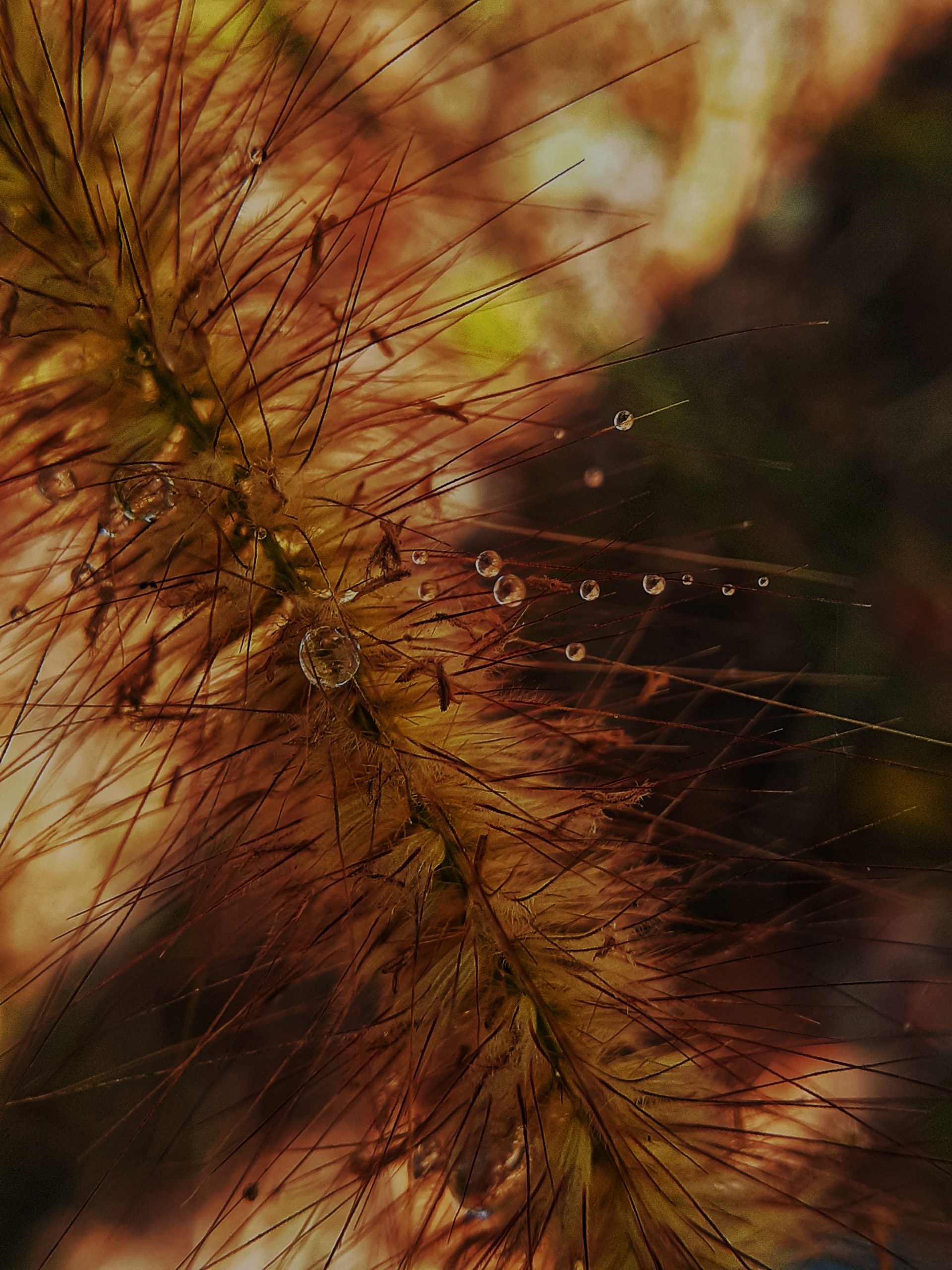 Waterdrops on a plant