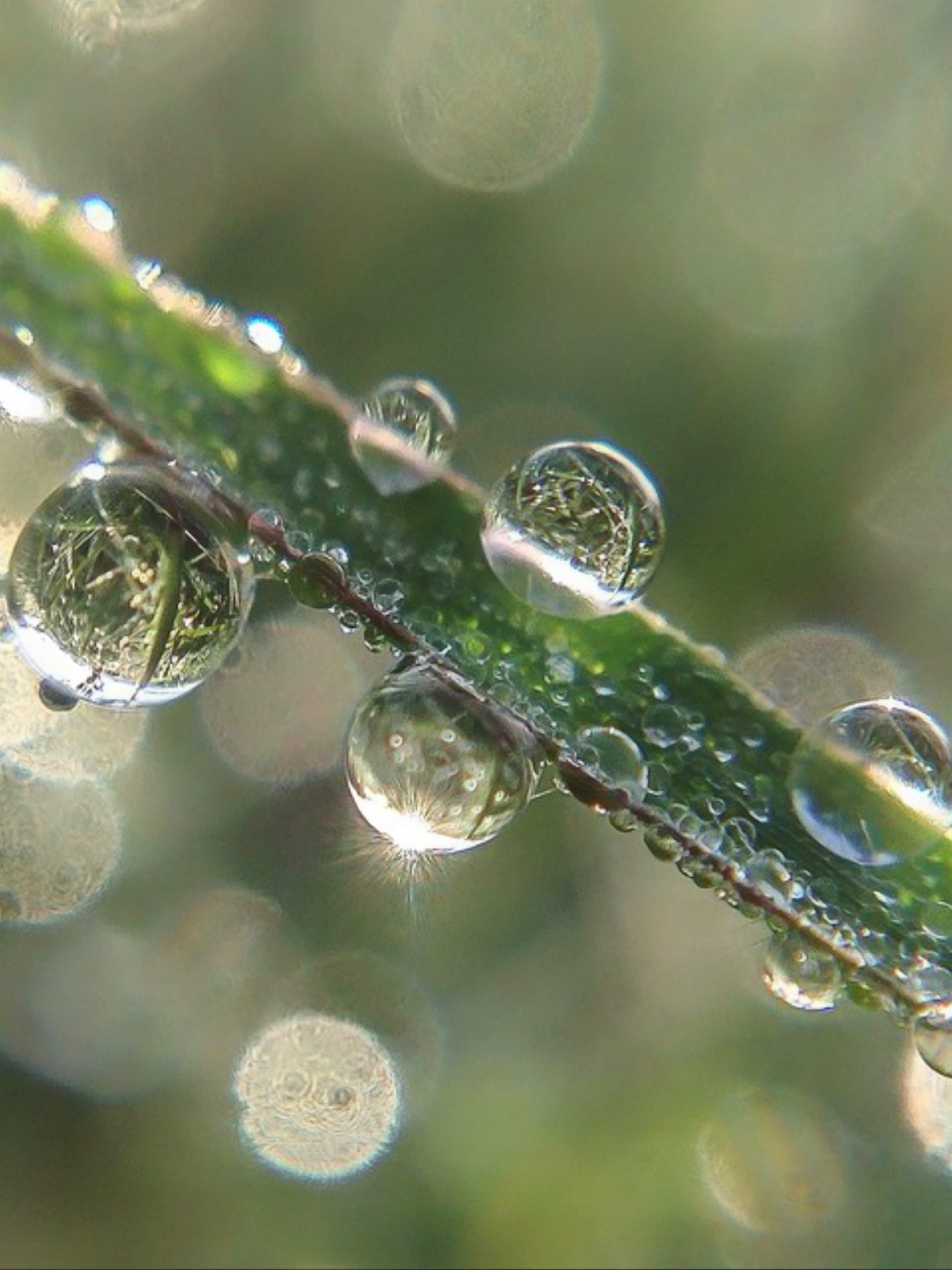 drops on a leaf