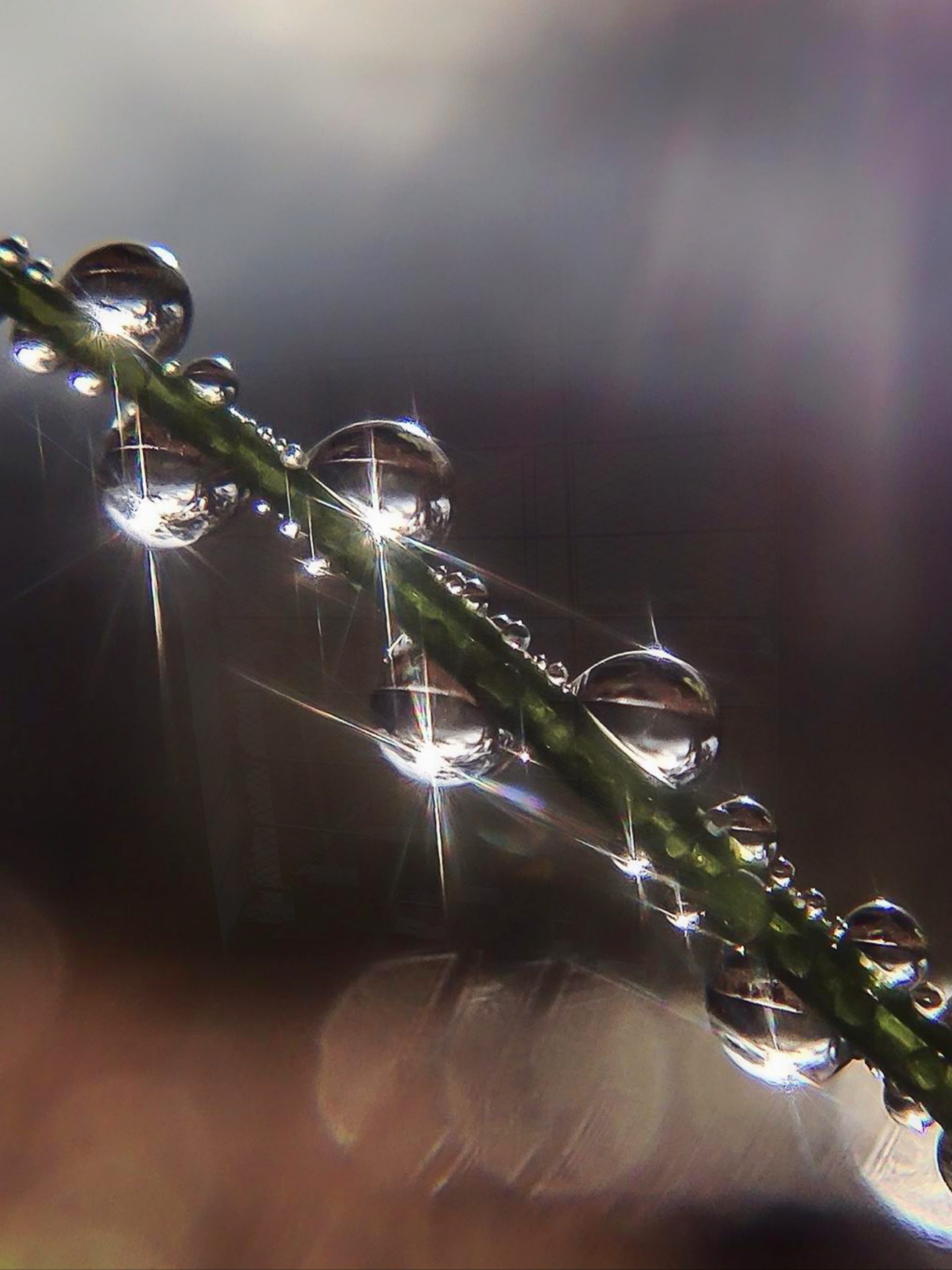 waterdrops on a stem