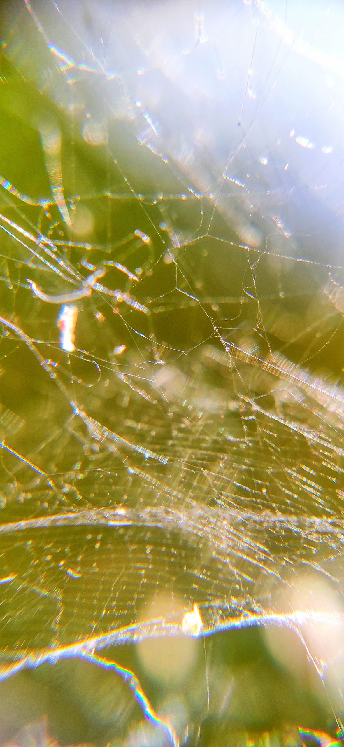 Spider web