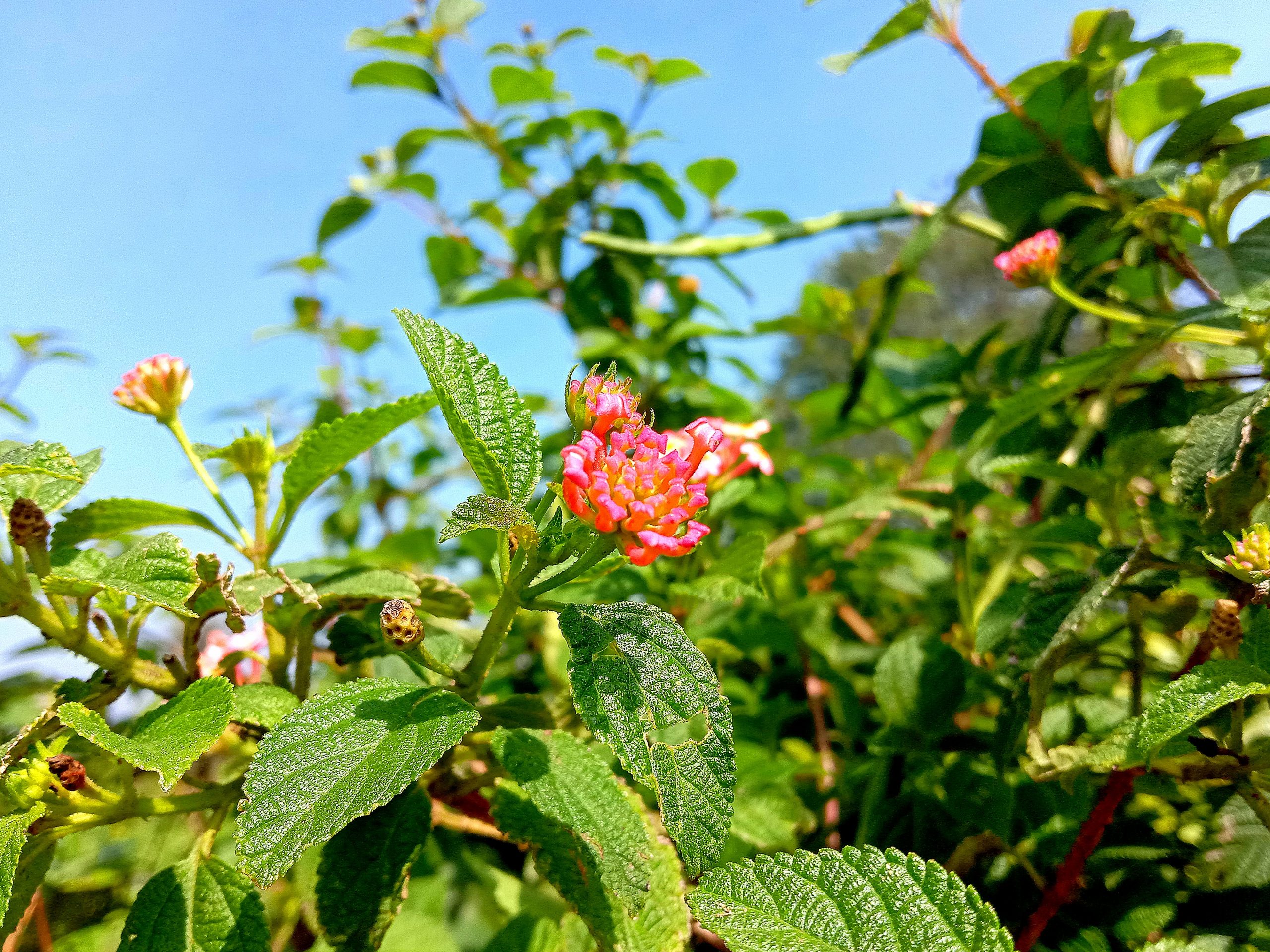 West Indian lantana