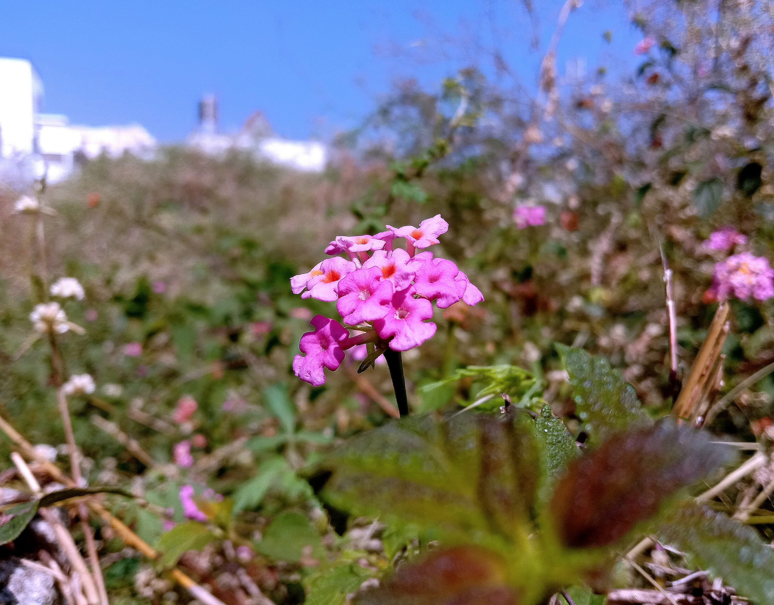 Flowering plant