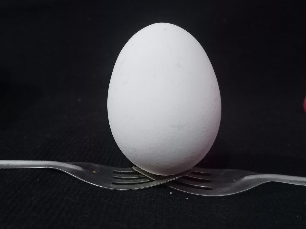 White Egg Closeup PixaHive