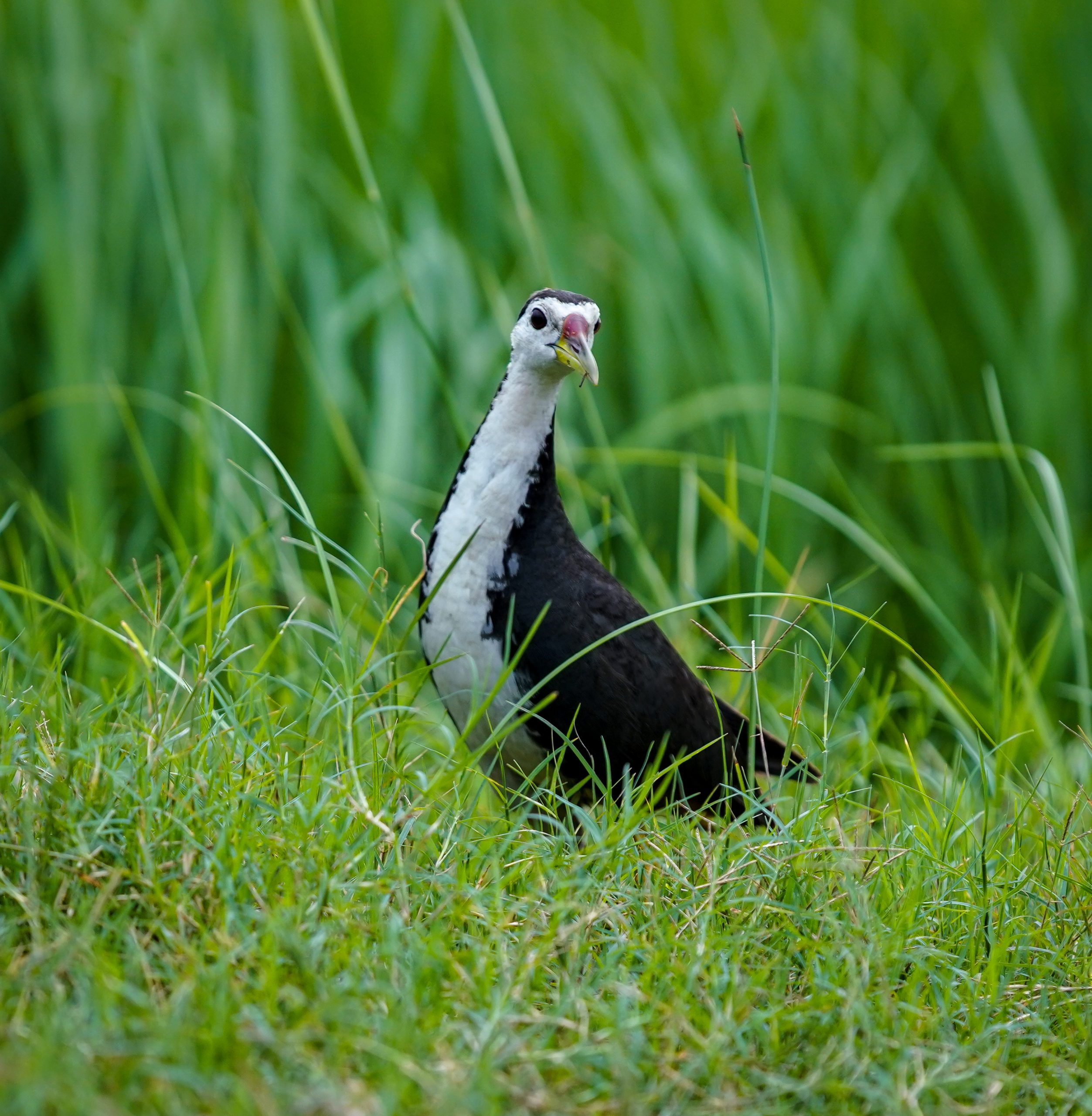 White breasted waterhen