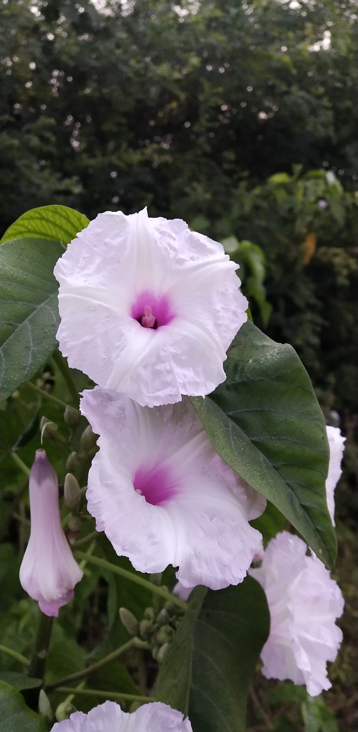 White flower on a plant