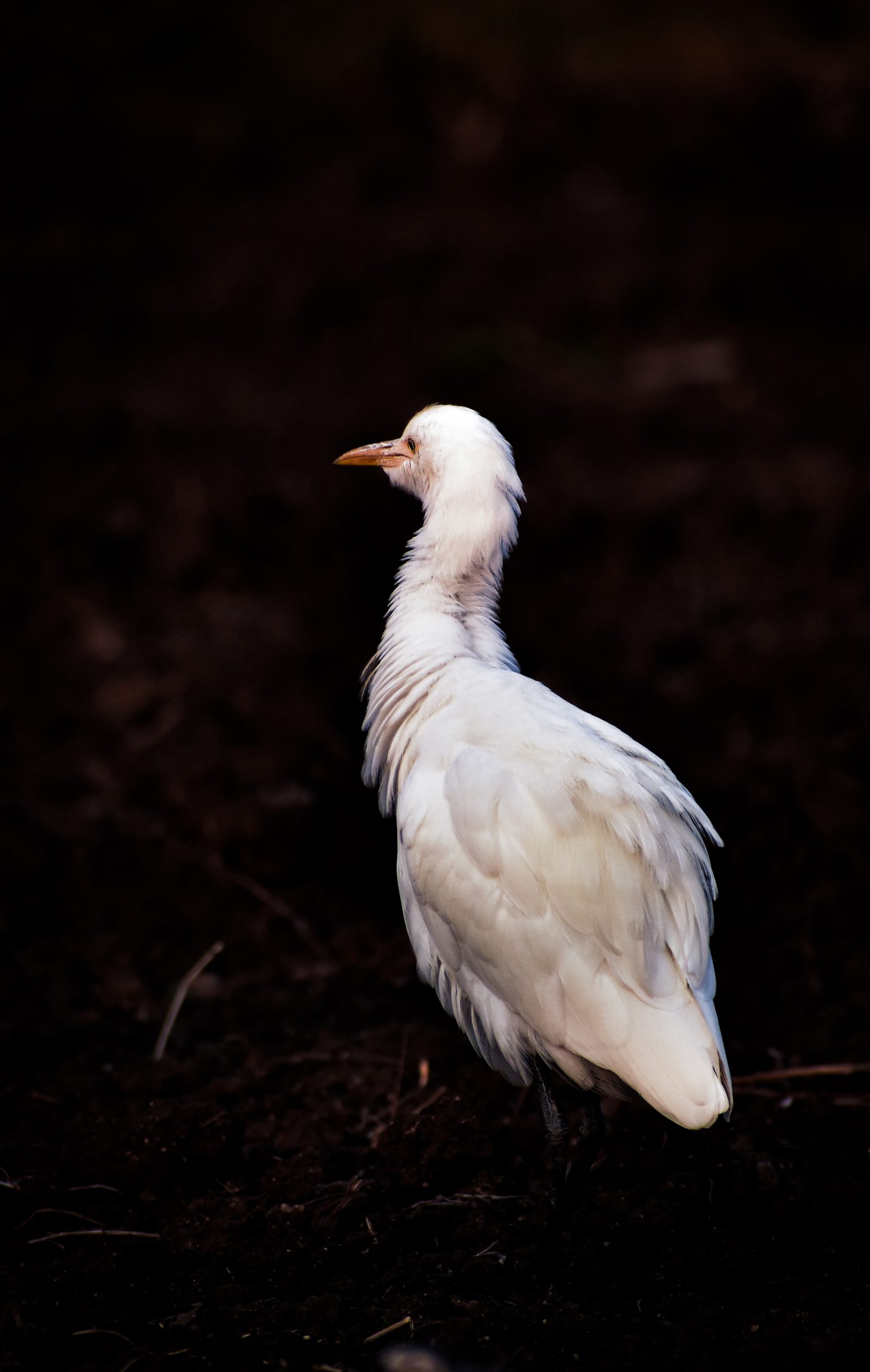 white heron